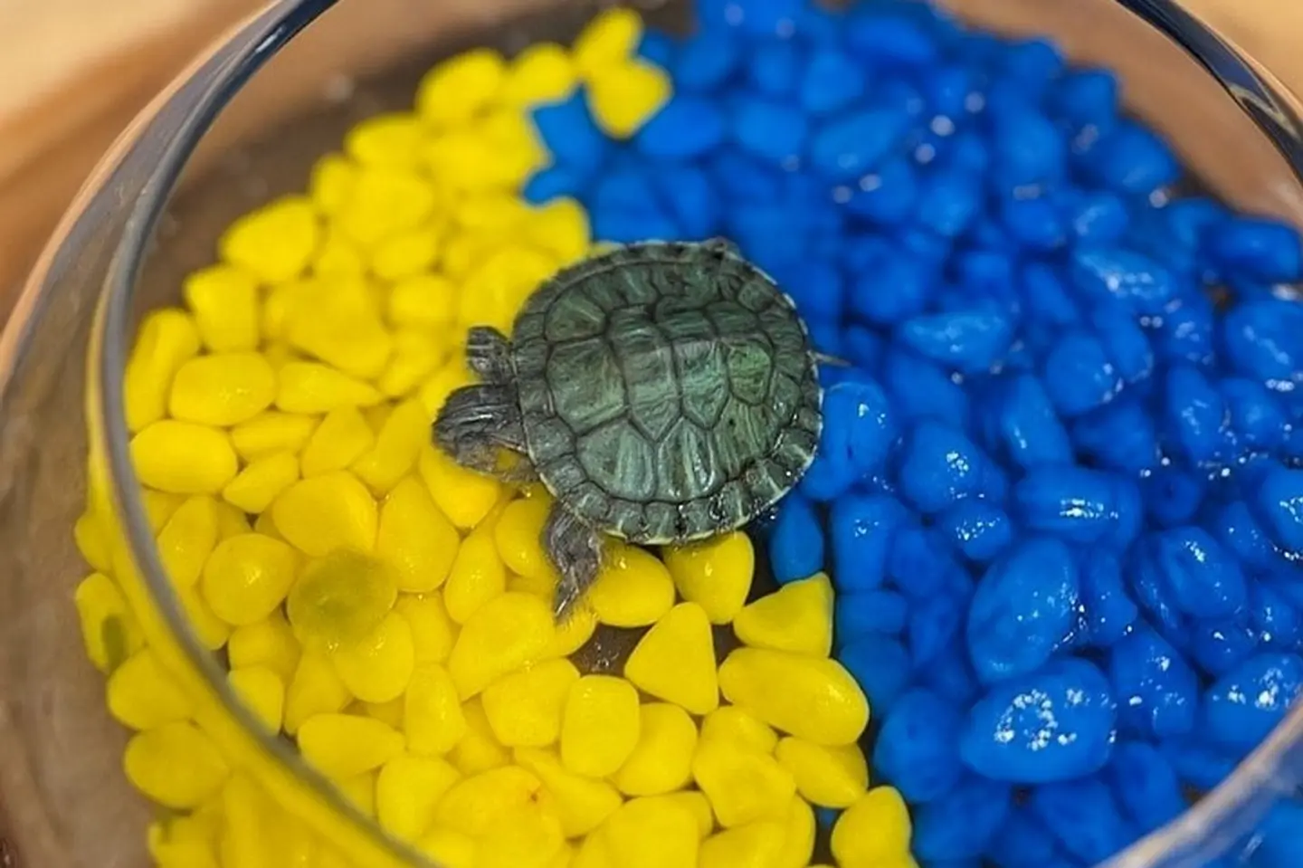 سلحفاة نادي النصر