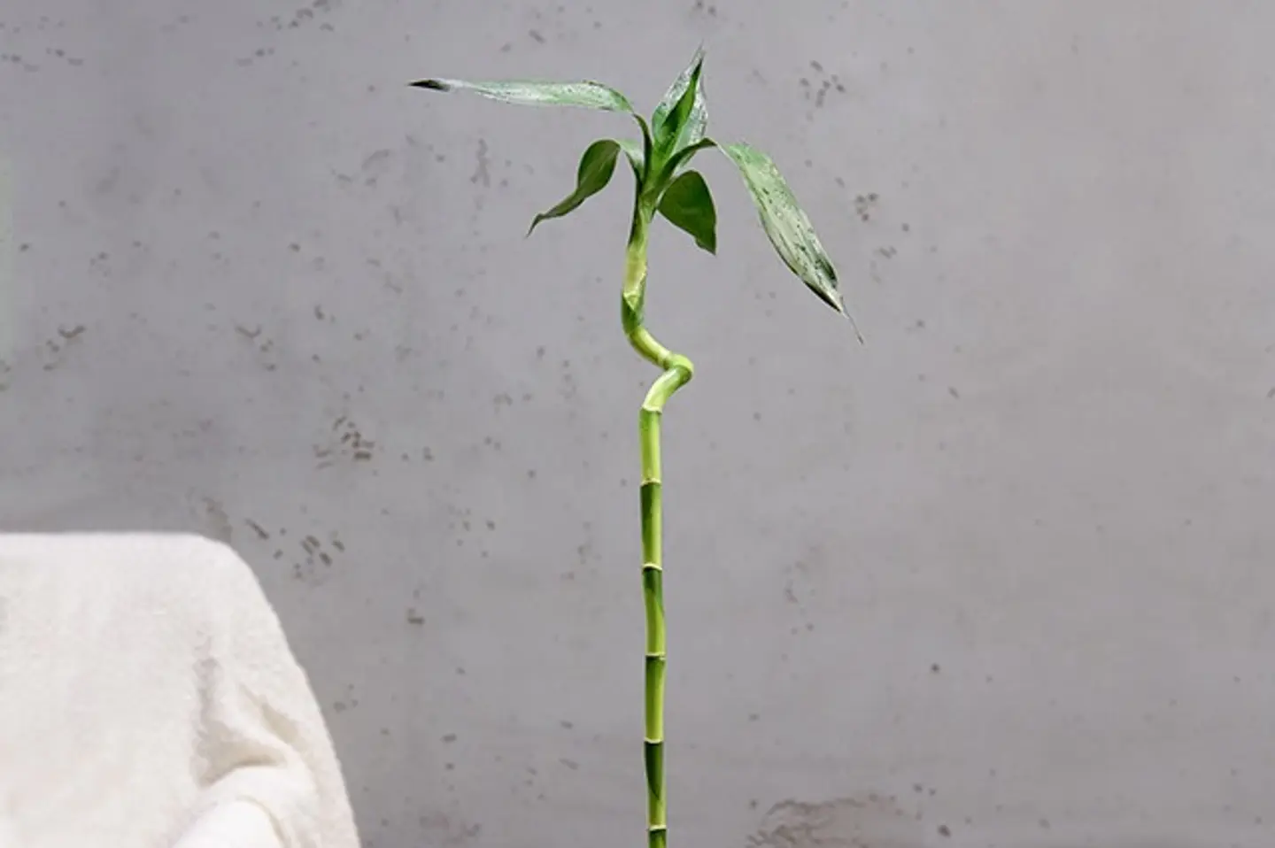 نبتة ساق البامبو