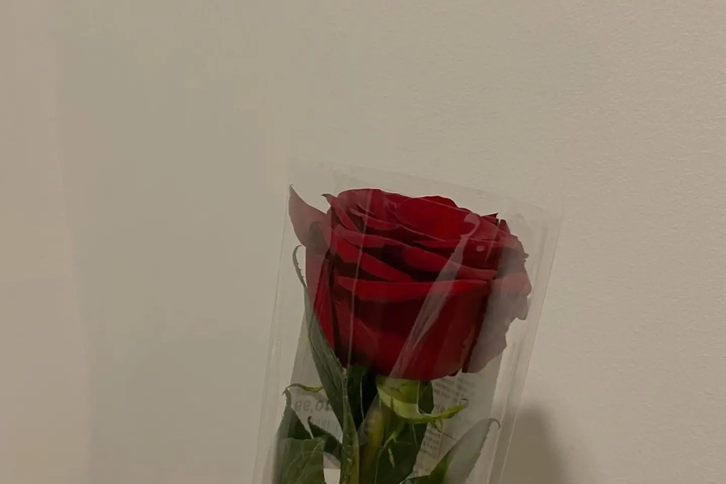 Red Rose