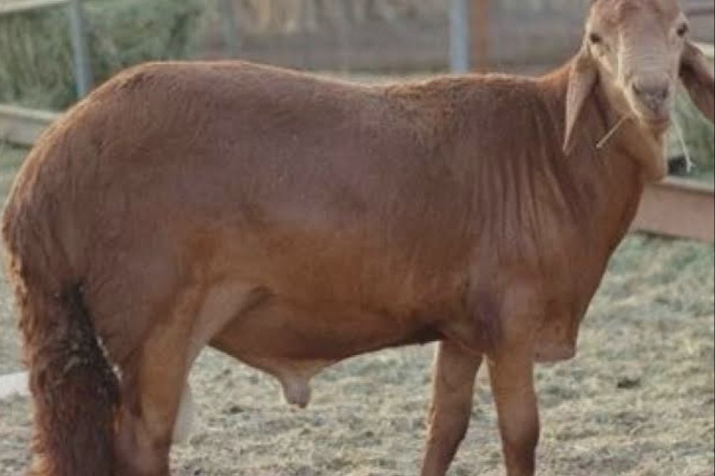 خروف سواكن مربي هنا اوزان عاليه لدبايح العيد تبدأ الاوزان من ٢٤ كيلو الي ٣٢ كيلوا