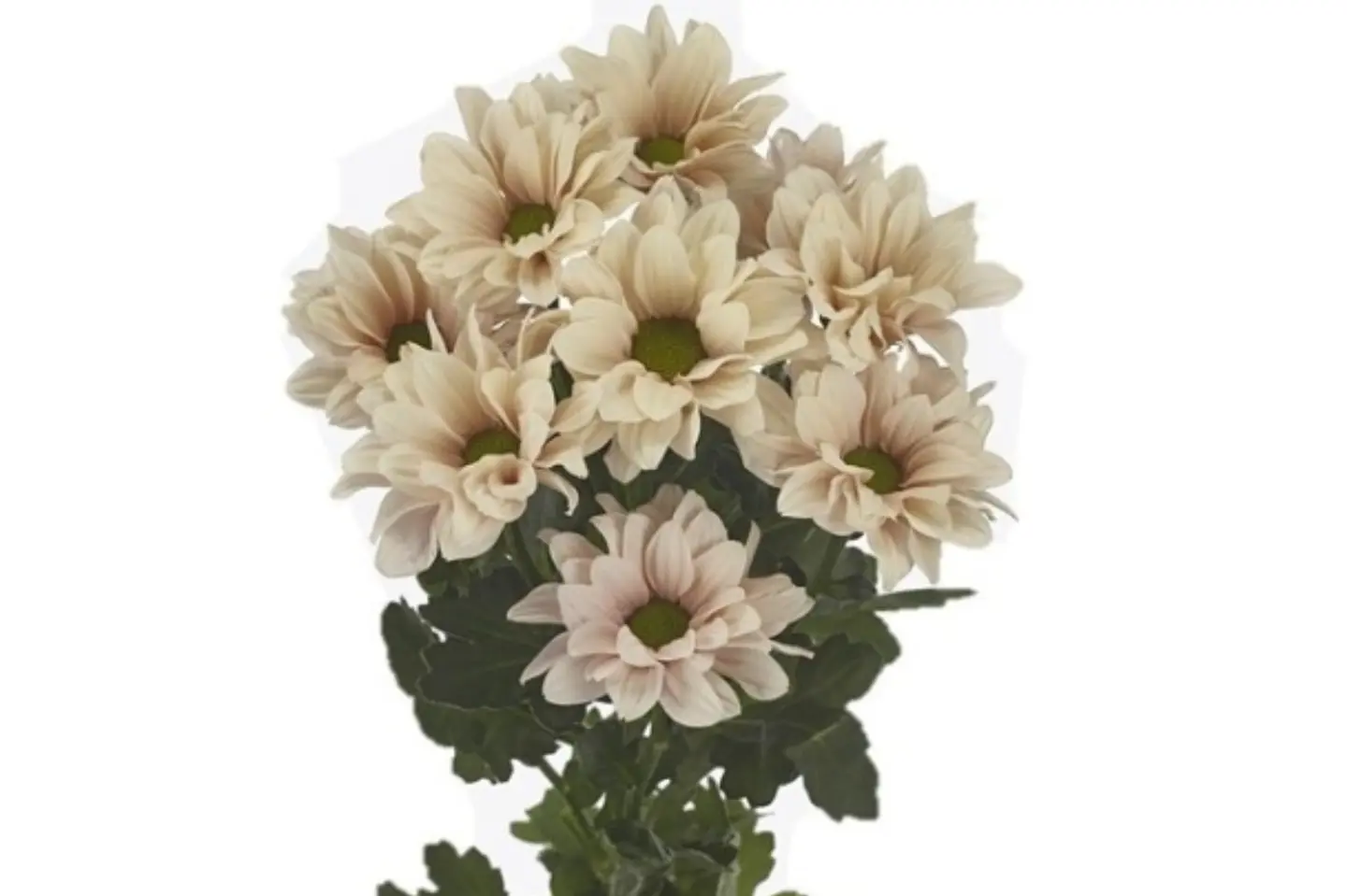 Melon Colored Baby Chrysanthemum