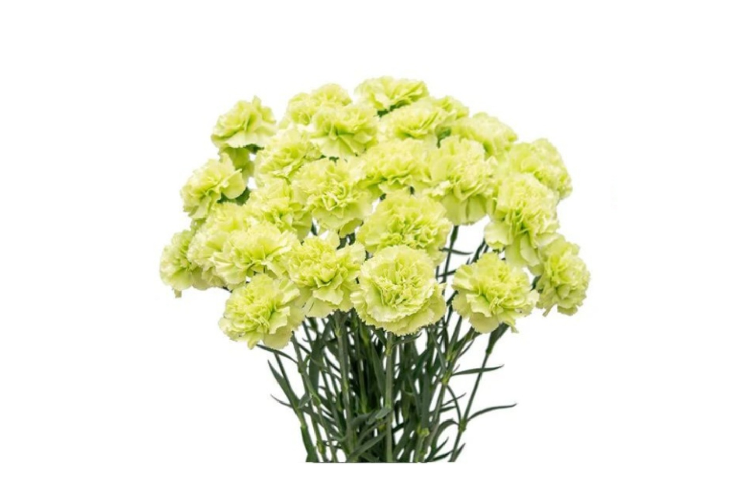 Light Green Carnation