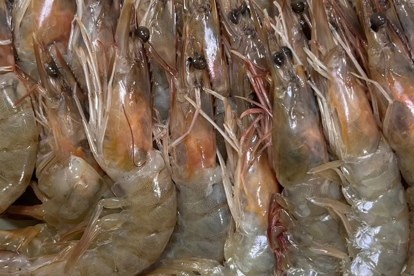 Grilled Shrimp