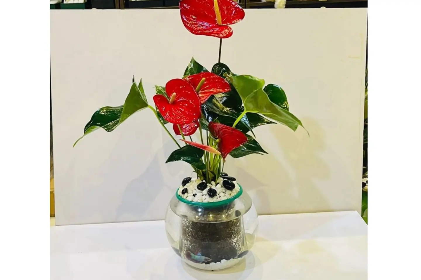Pink Anthurium Plant With Betta Fish 21