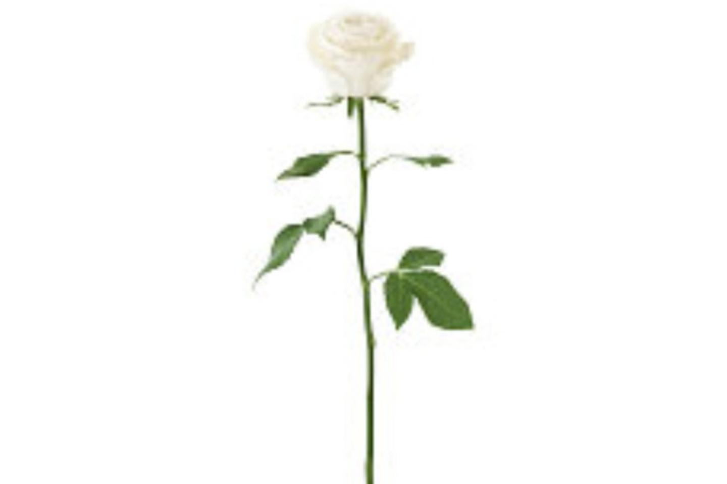 Flowers/Rose/1 Pice/Clor Whaite/With Pepar