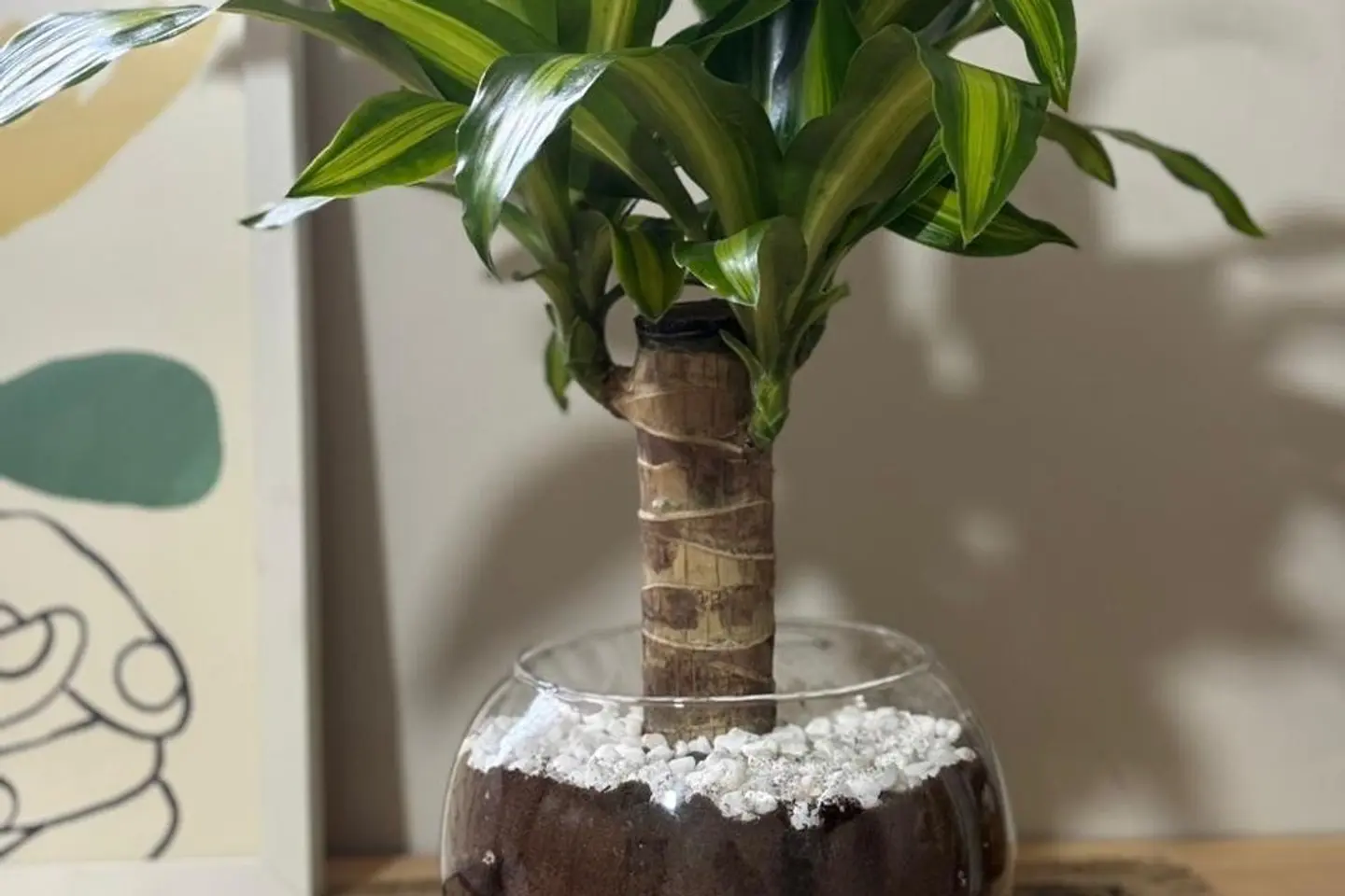 نبتة دراسينا لايم