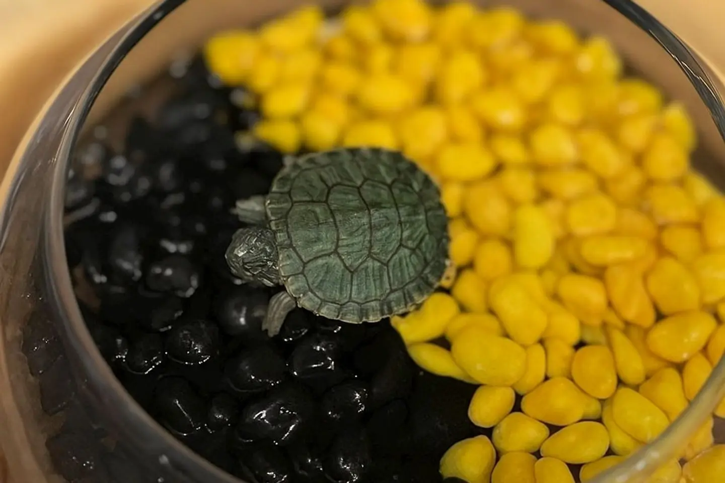 سلحفاة نادي الاتحاد