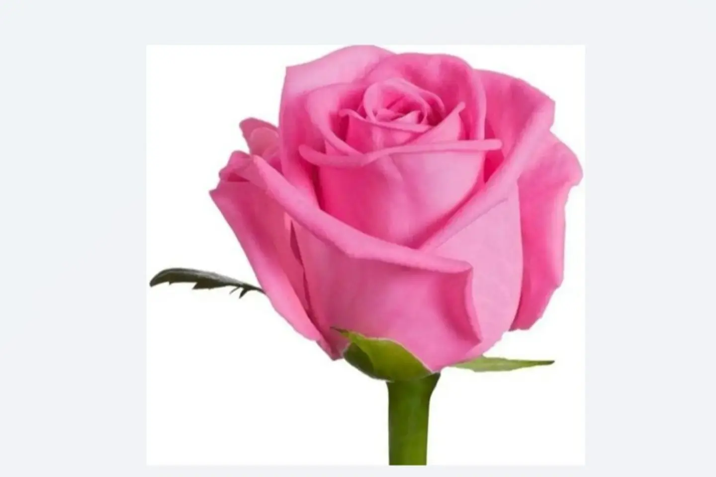 Pink Jory Flower U