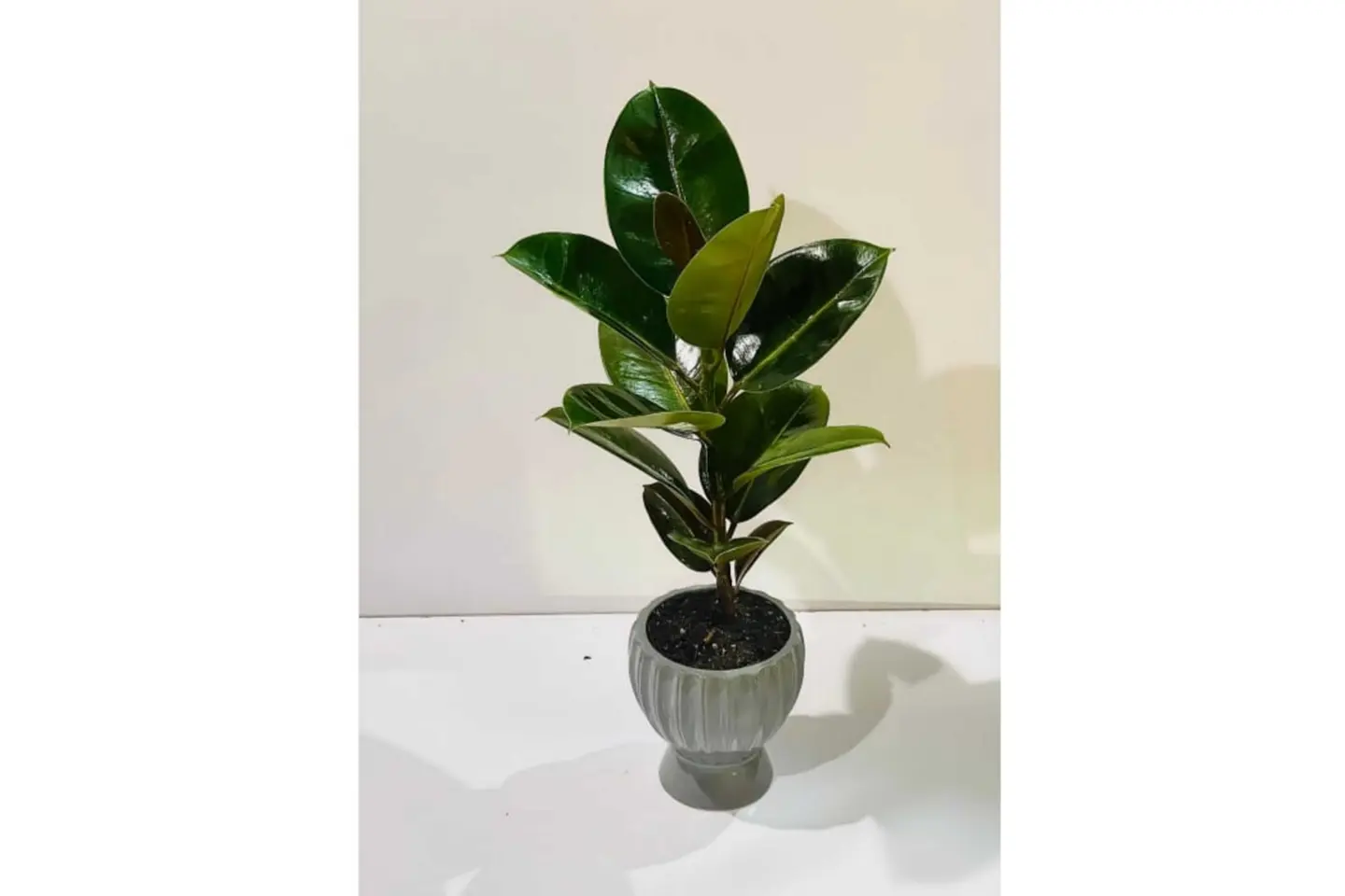 روبوستا بلانت