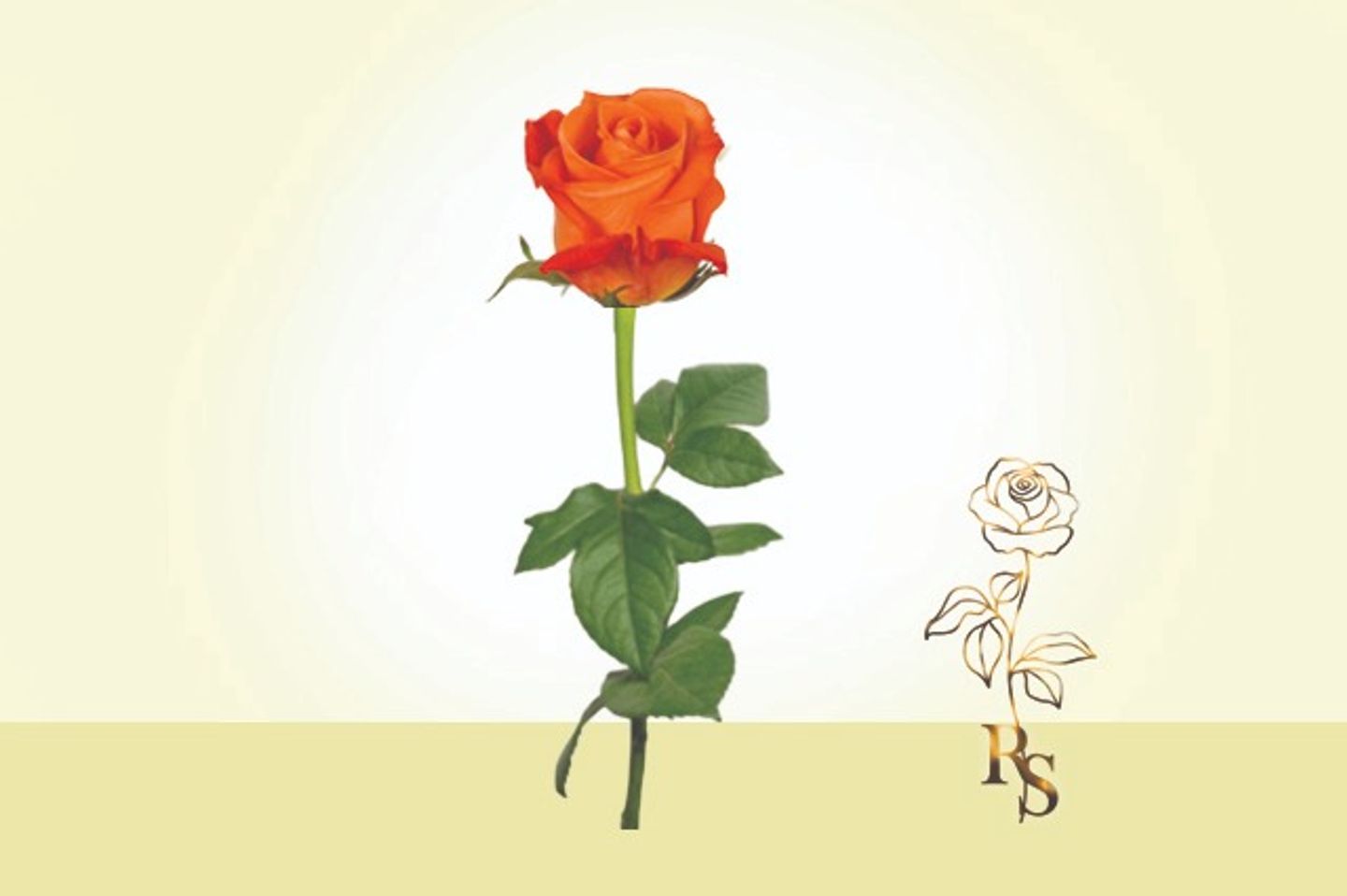 Orange Rose