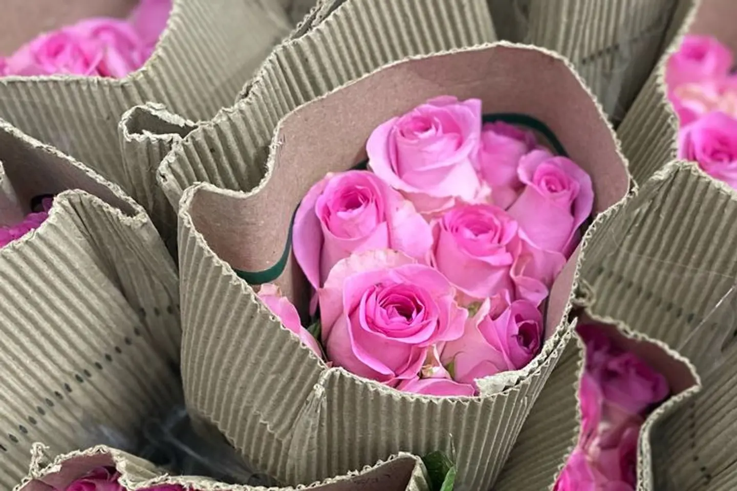 بنش زهري