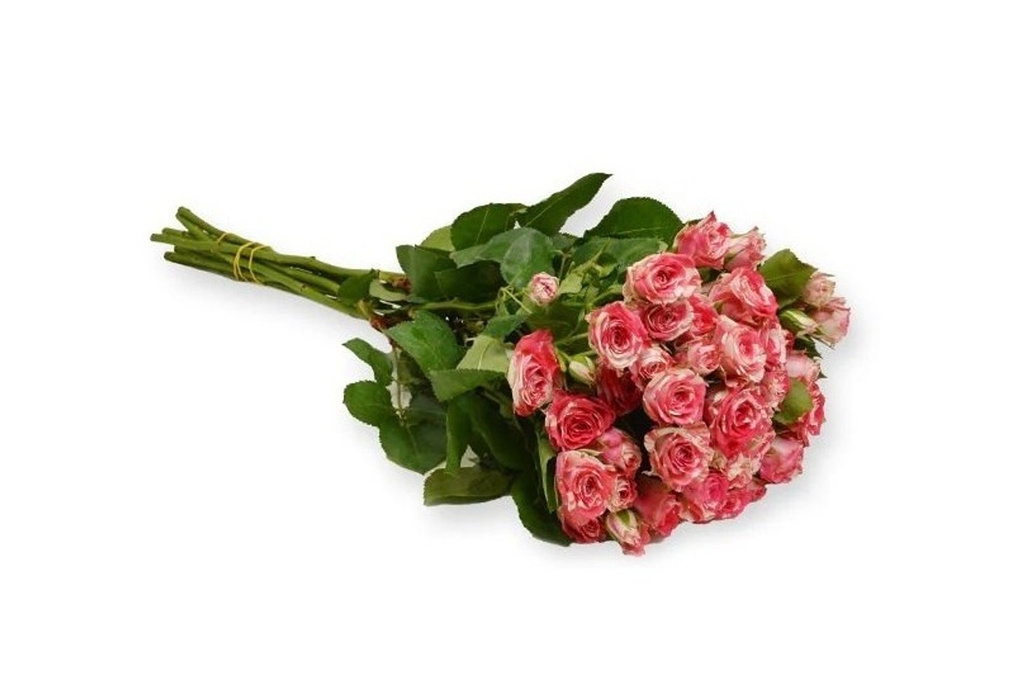 Baby Jori Double Color