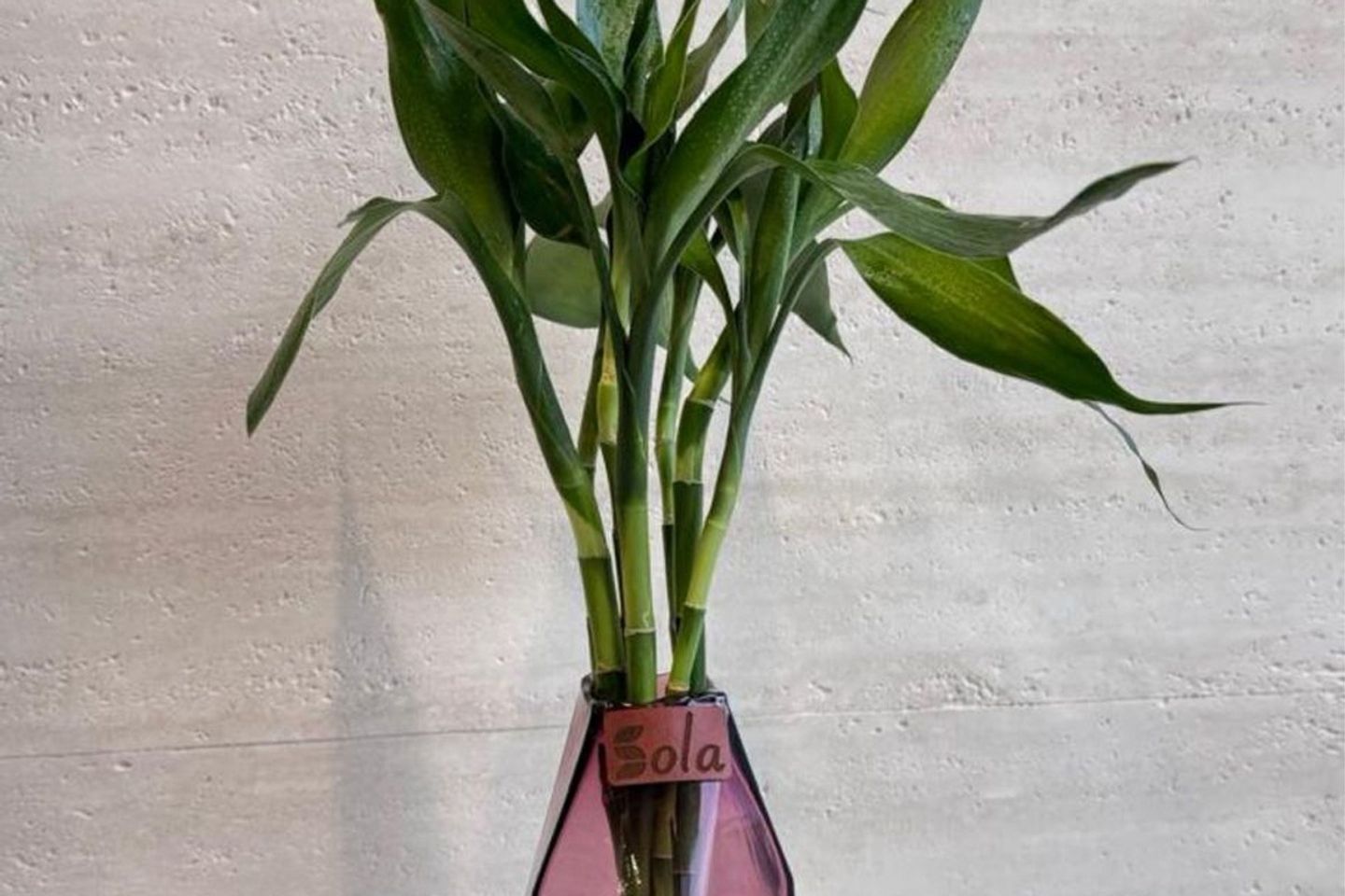 Bamboo Purity Vase