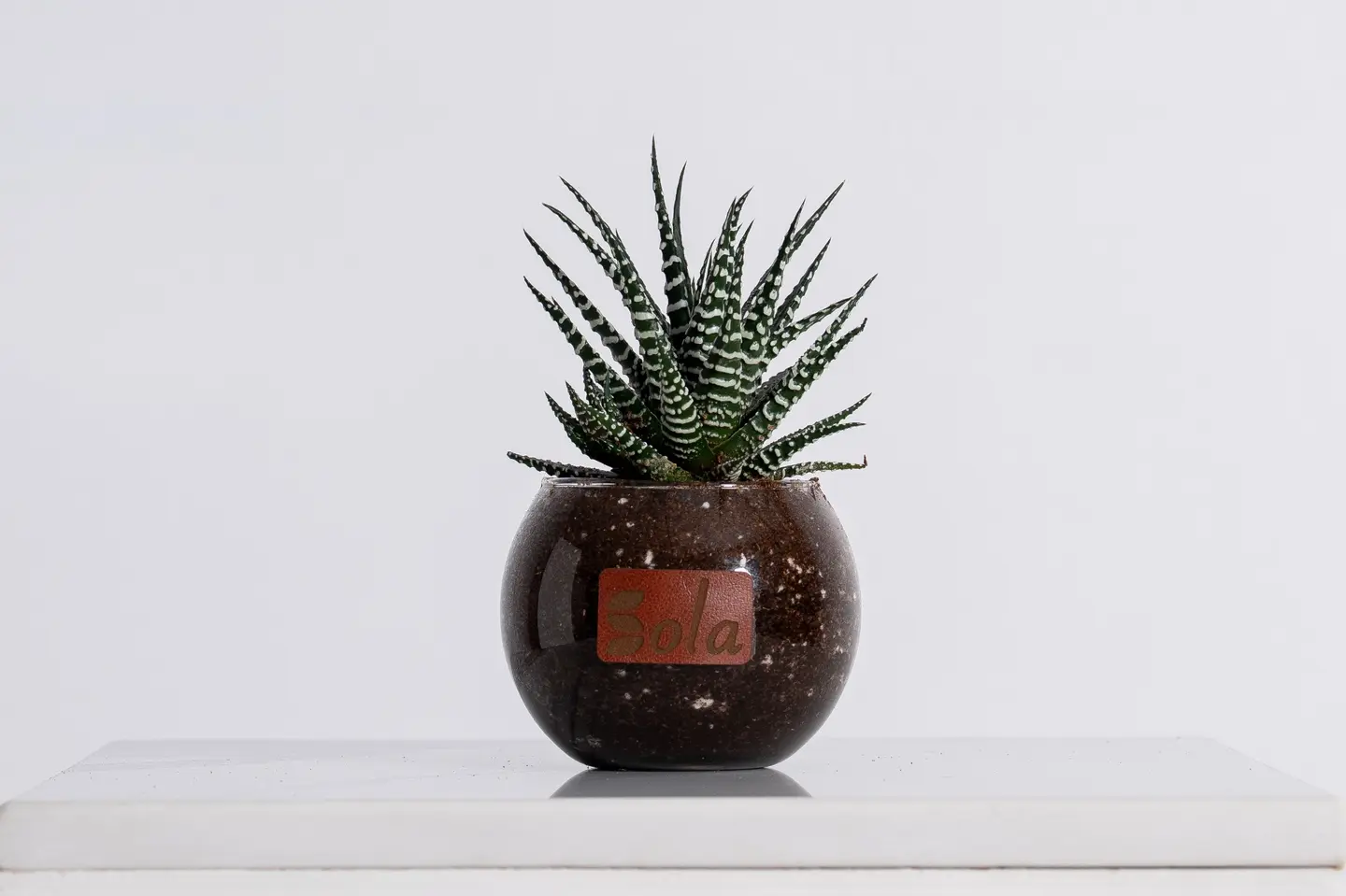 نبتة صبار شفاف