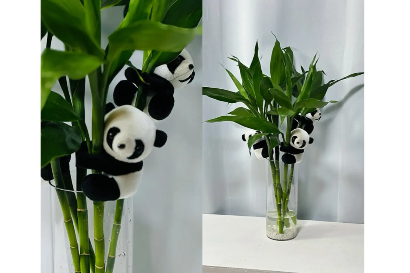 بامبو الباندا