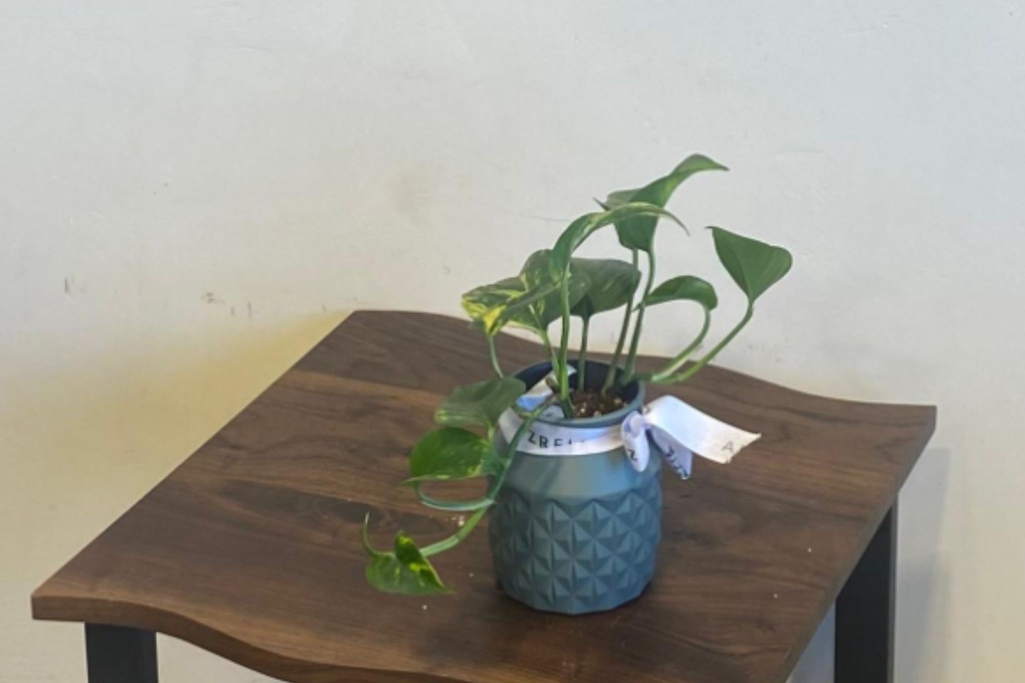 Pothos Plant In A Plastic Pot