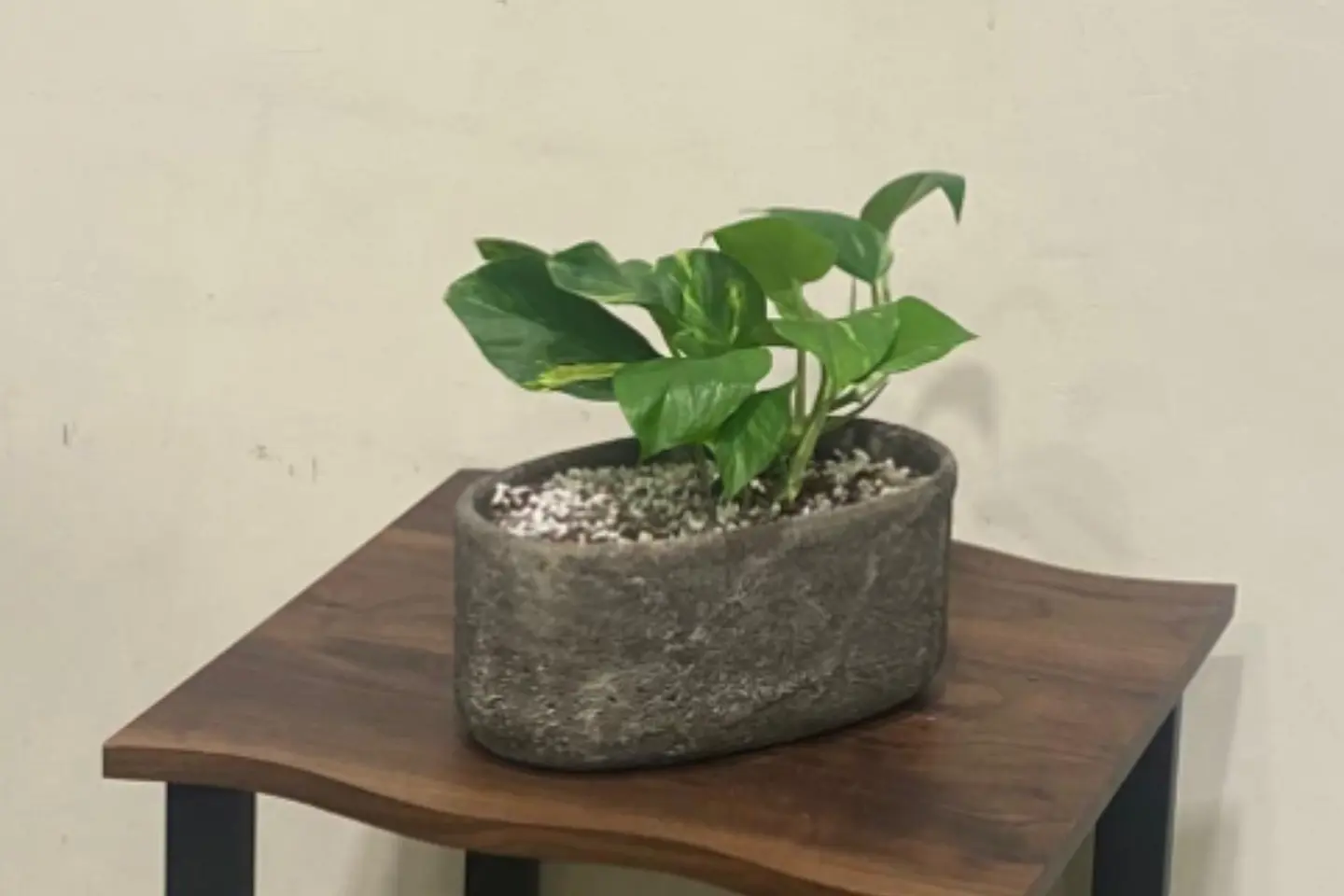 Pothos Plant In A Elegant Gray Ceramic Pot