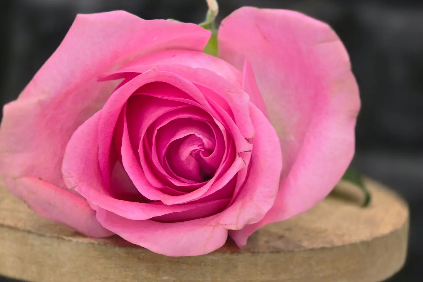 Pink Rose