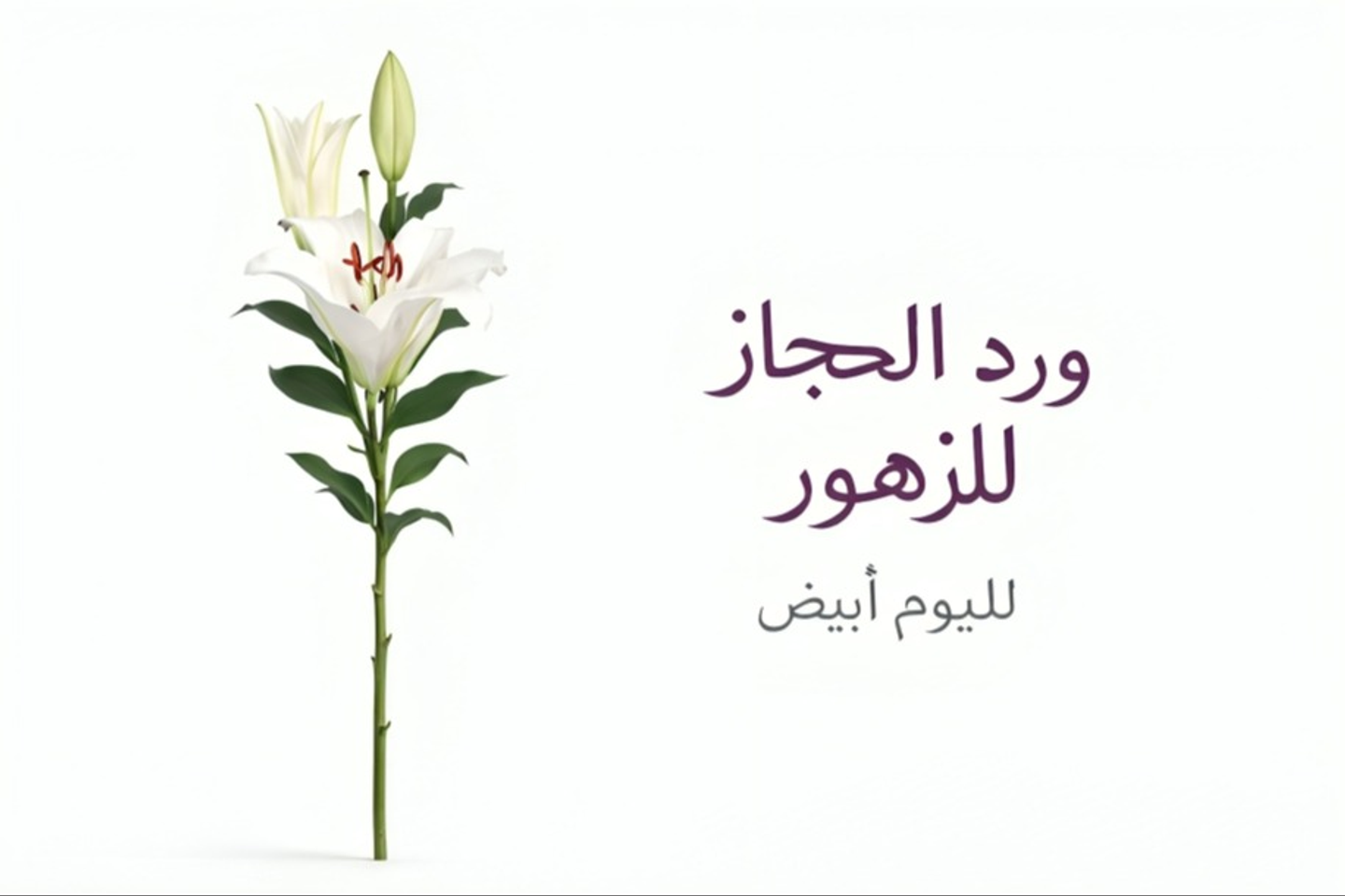 Rose 575