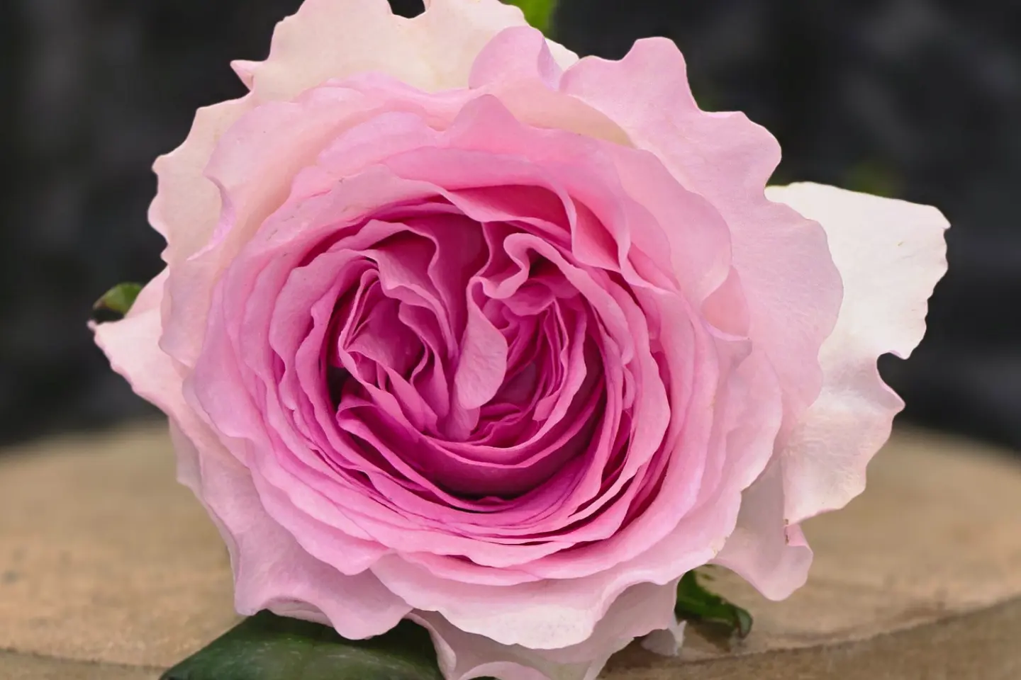 Pink Rose
