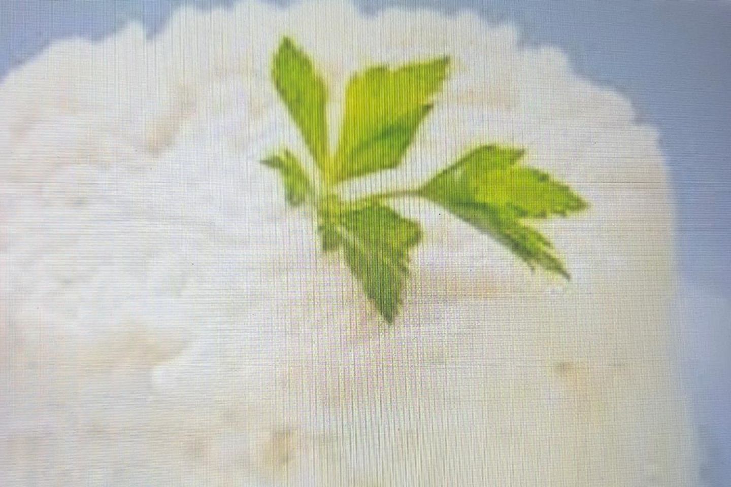 أرز ابيض شيلاني
