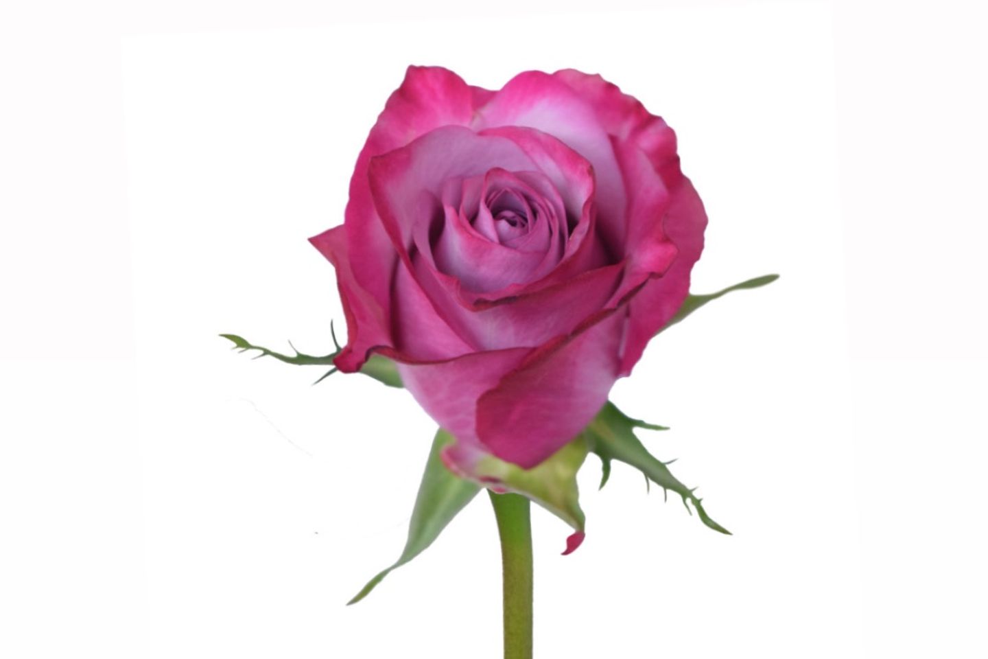 Deep Purple Rose