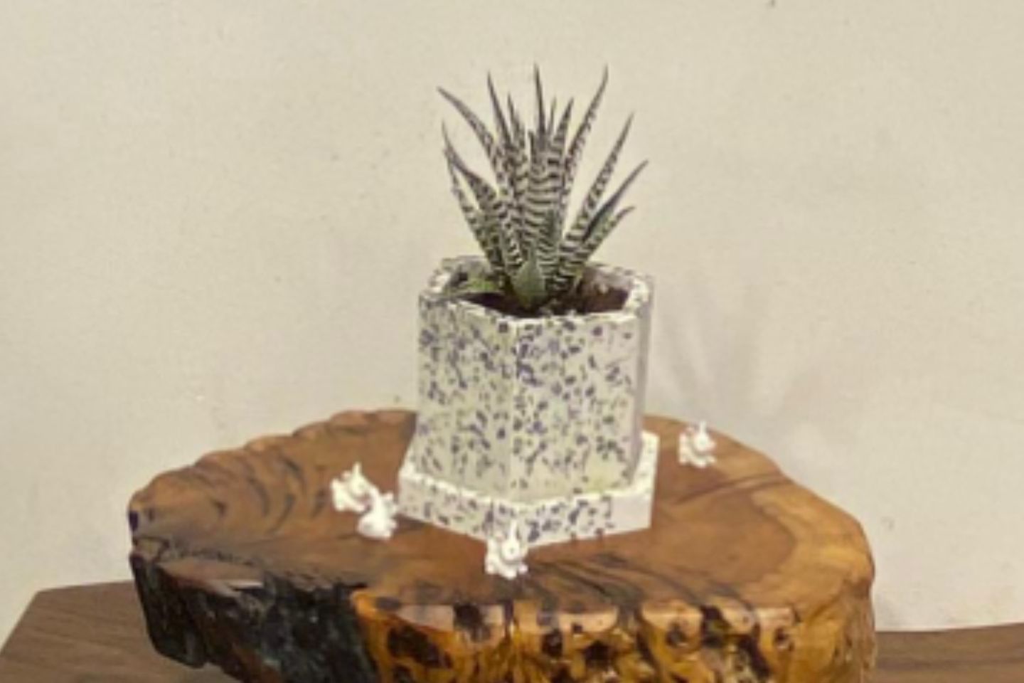 Haworthia Small Cymbiformis Plant In A Marble Pot With Dotted Stone