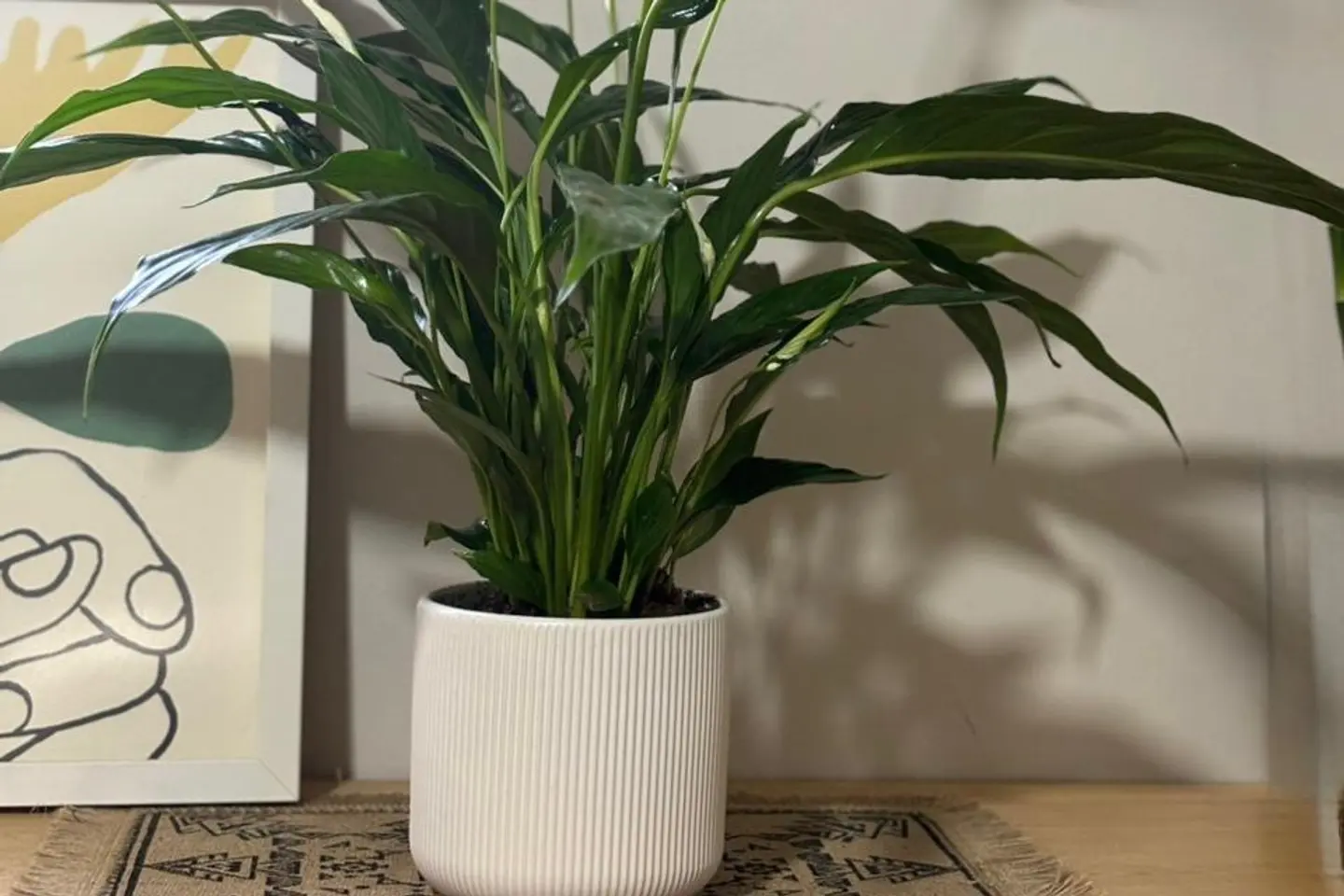 نبتة زنبق السلام كبير