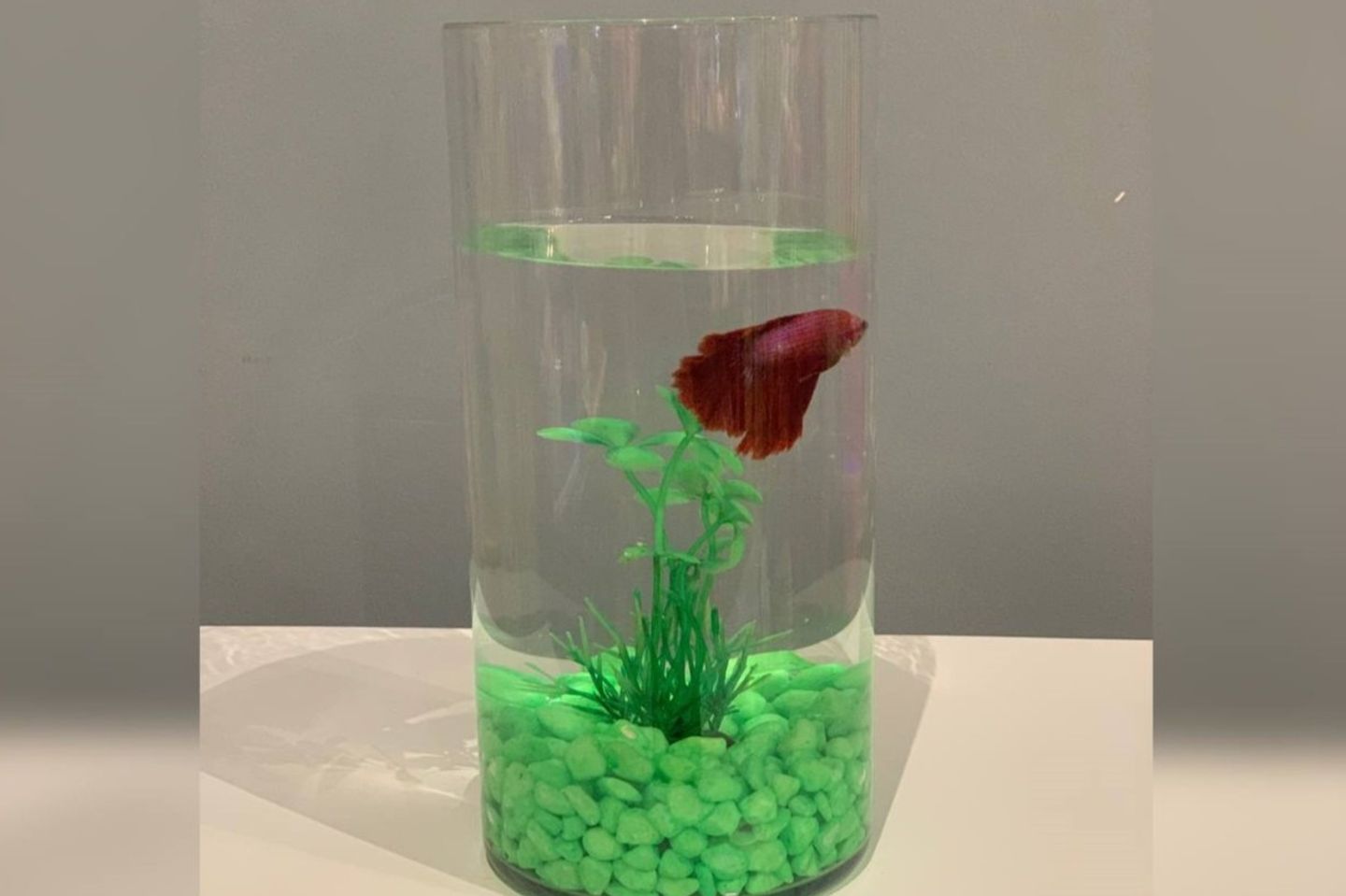 Green Stone Fish