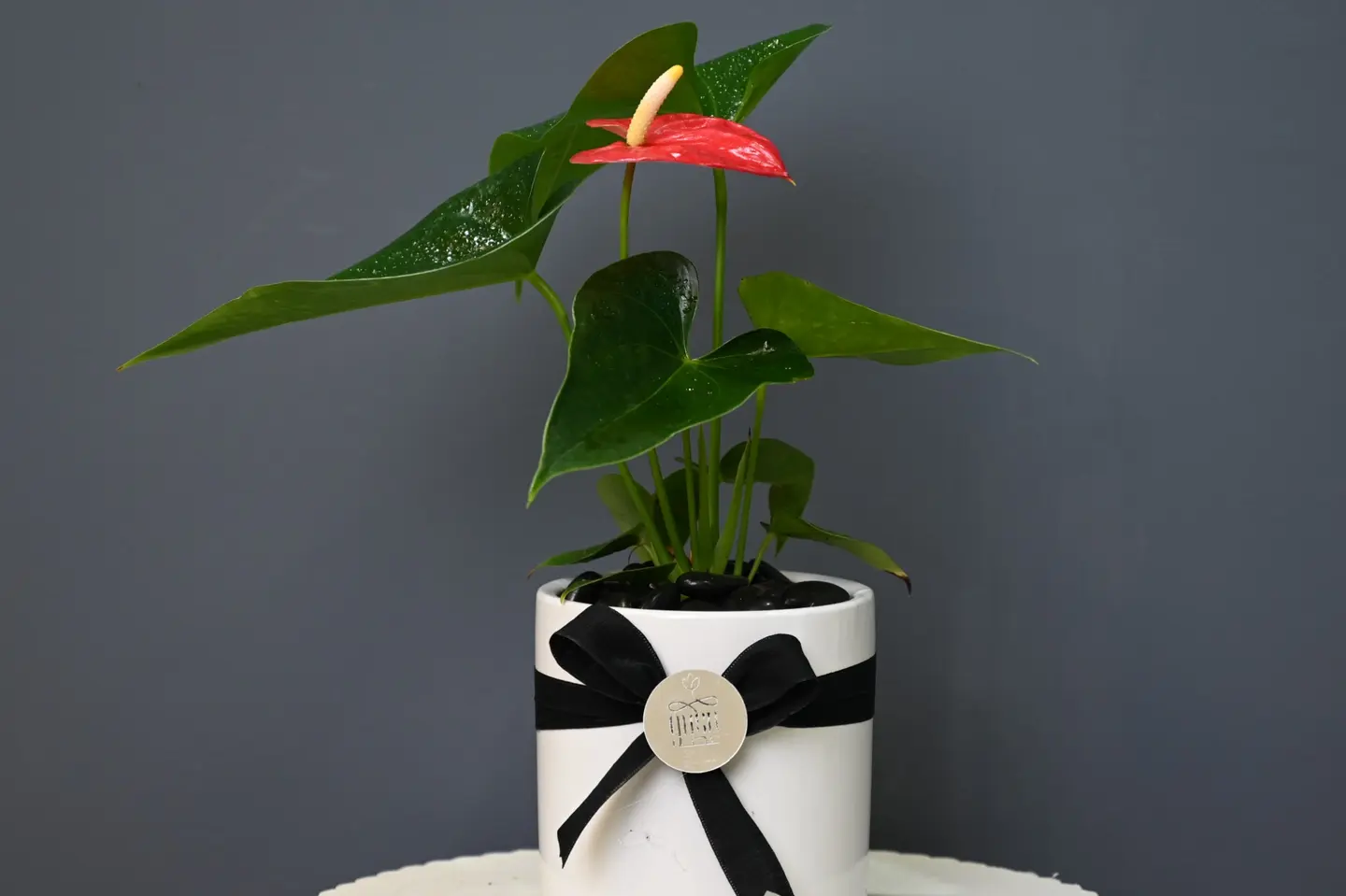 نبتة أنثوريوم احمر