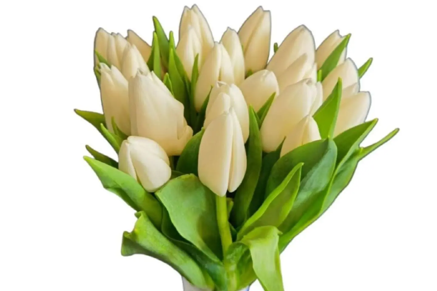 مسكه توليب ابيض طبيعي