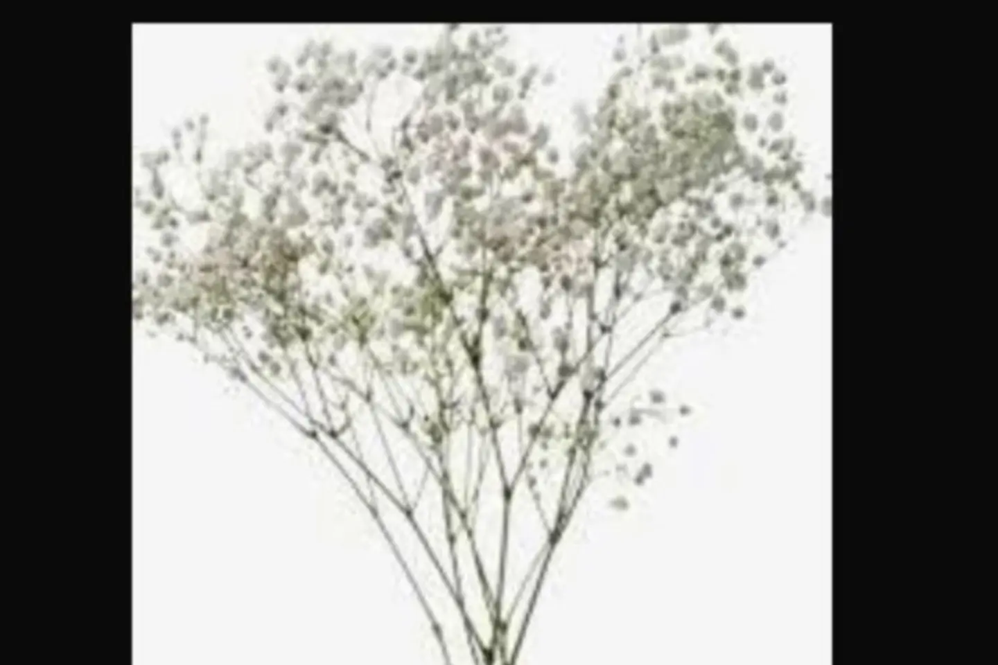 Natural Gypsum Filia Branch