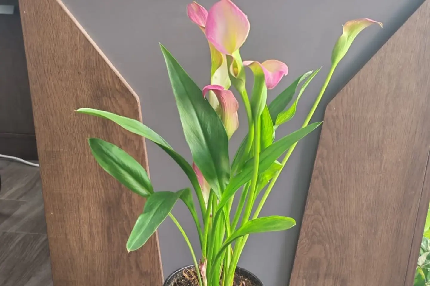 نبات الكالا الوردي