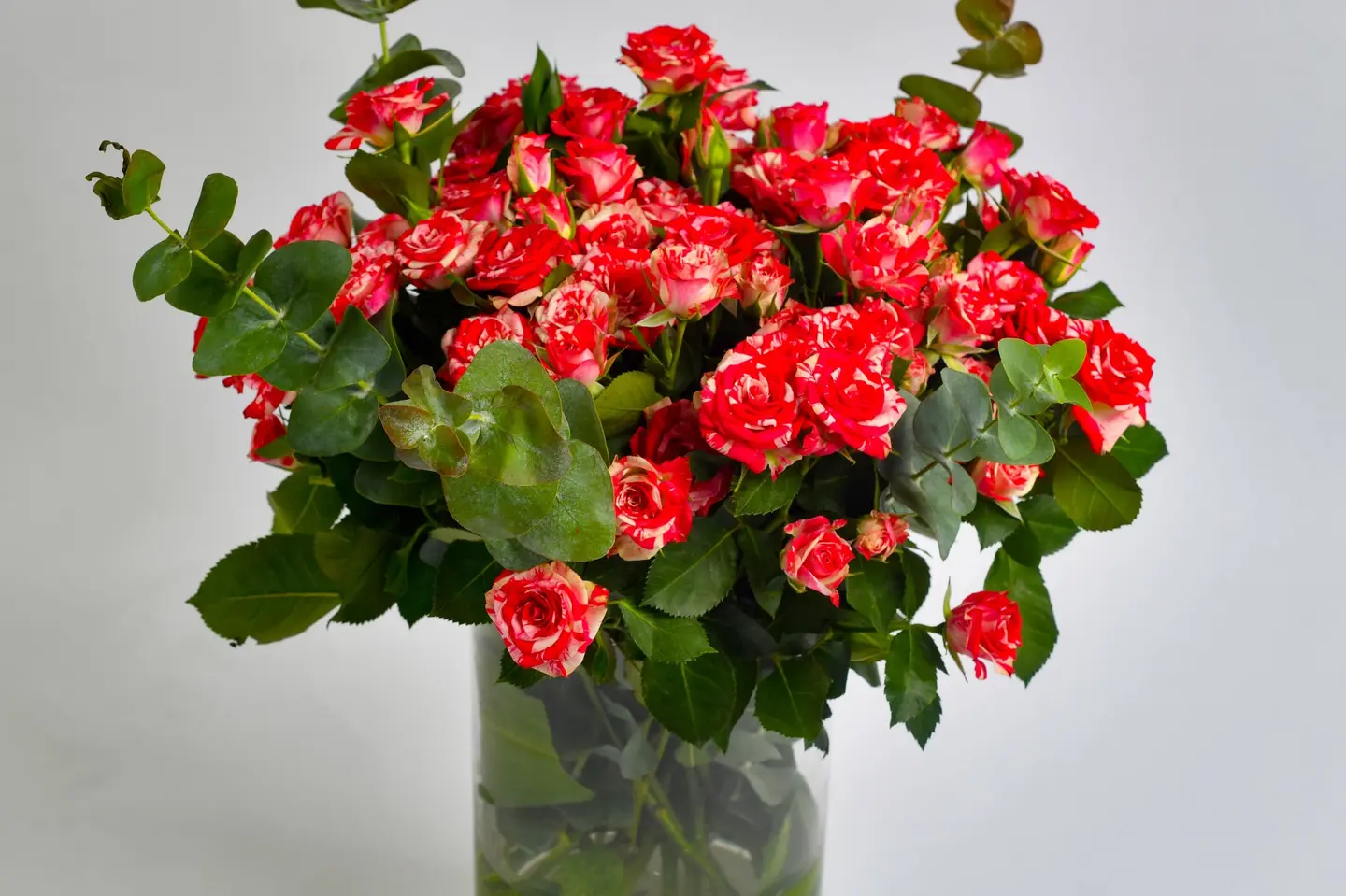 وردة و شتلة ٠٠٠١٥