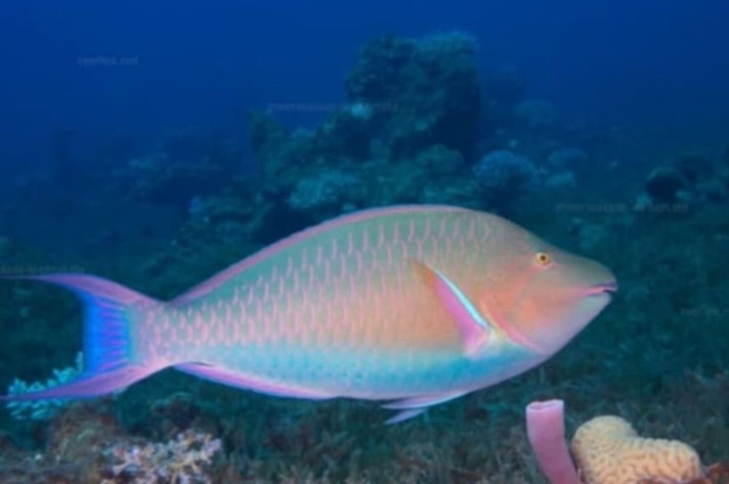 Harid Fish