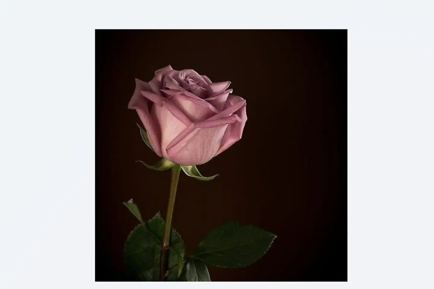 Purple Jory Flowerr