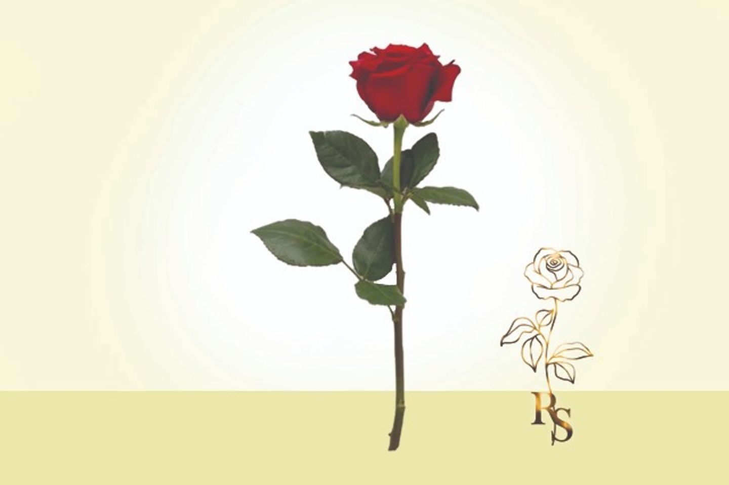 Red Rose