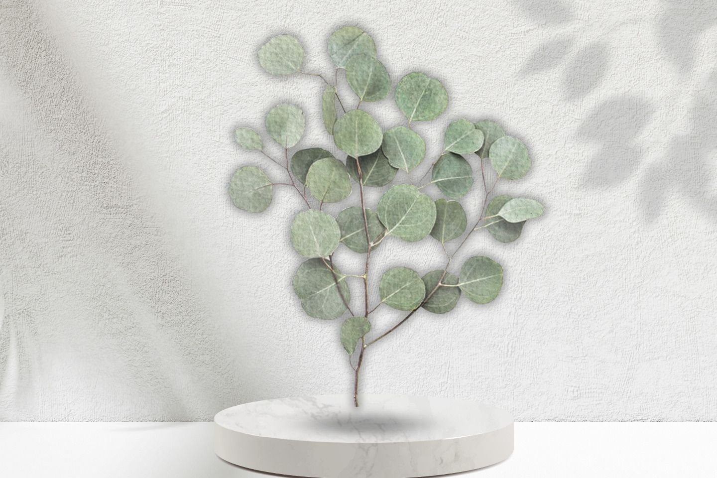 Eucalyptus