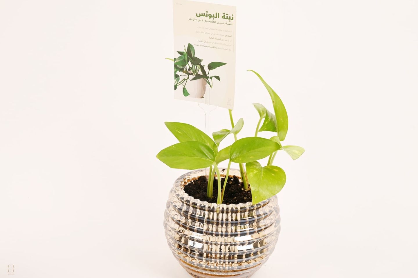 نبتة اللوتس