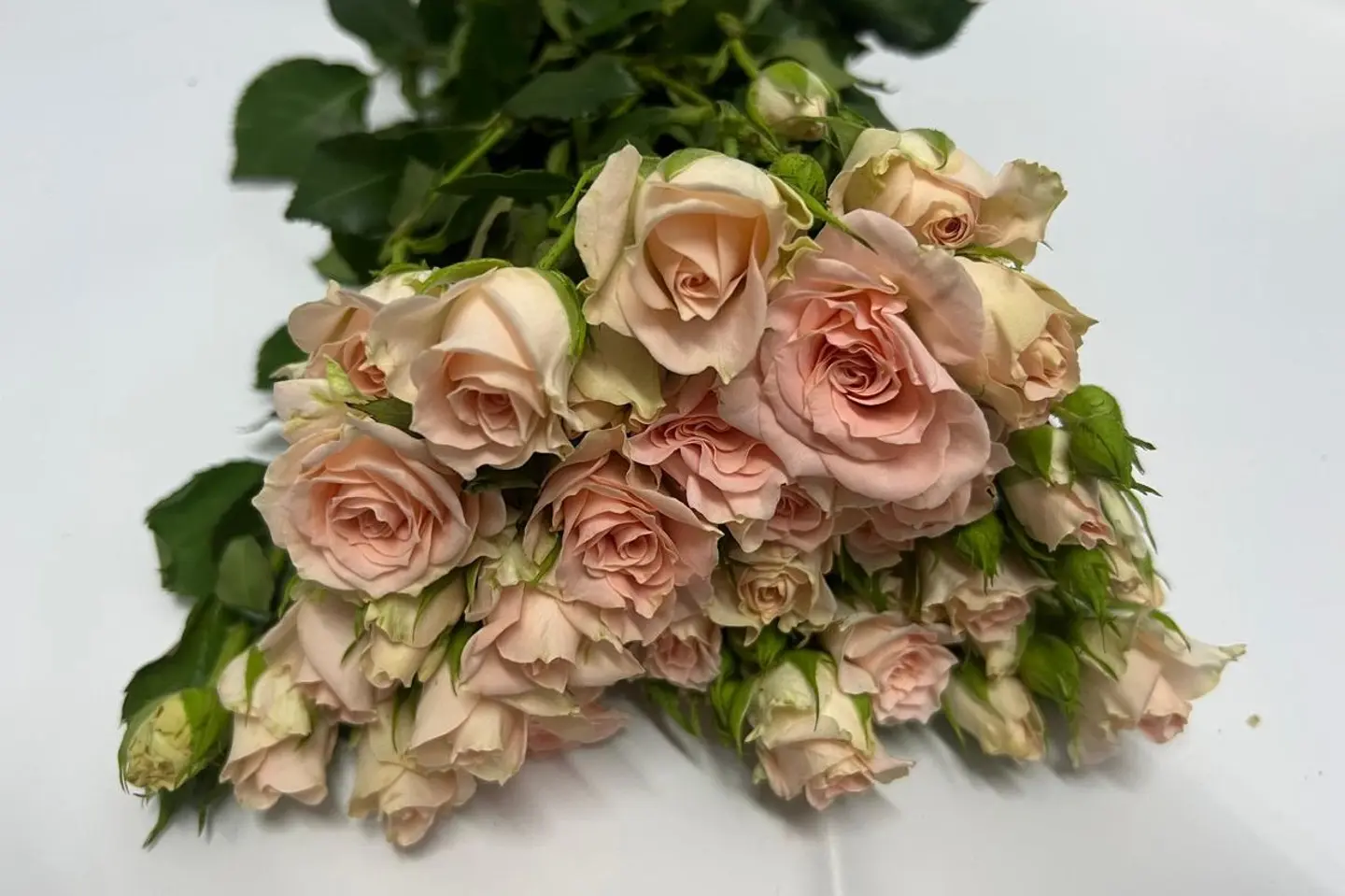 وردة و شتلة ٠٠٠٥٥