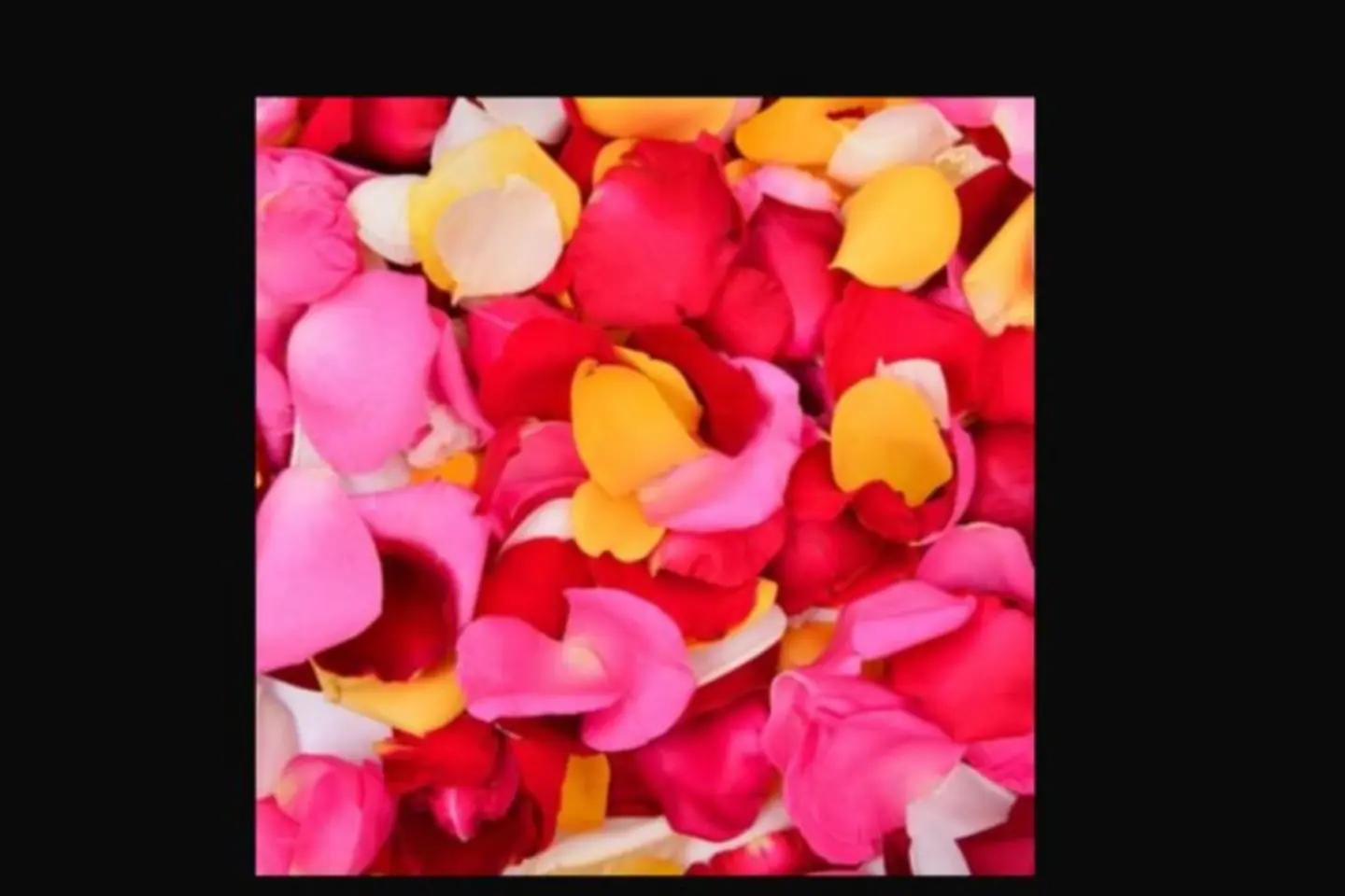 Scattered Roses Mixed Roses