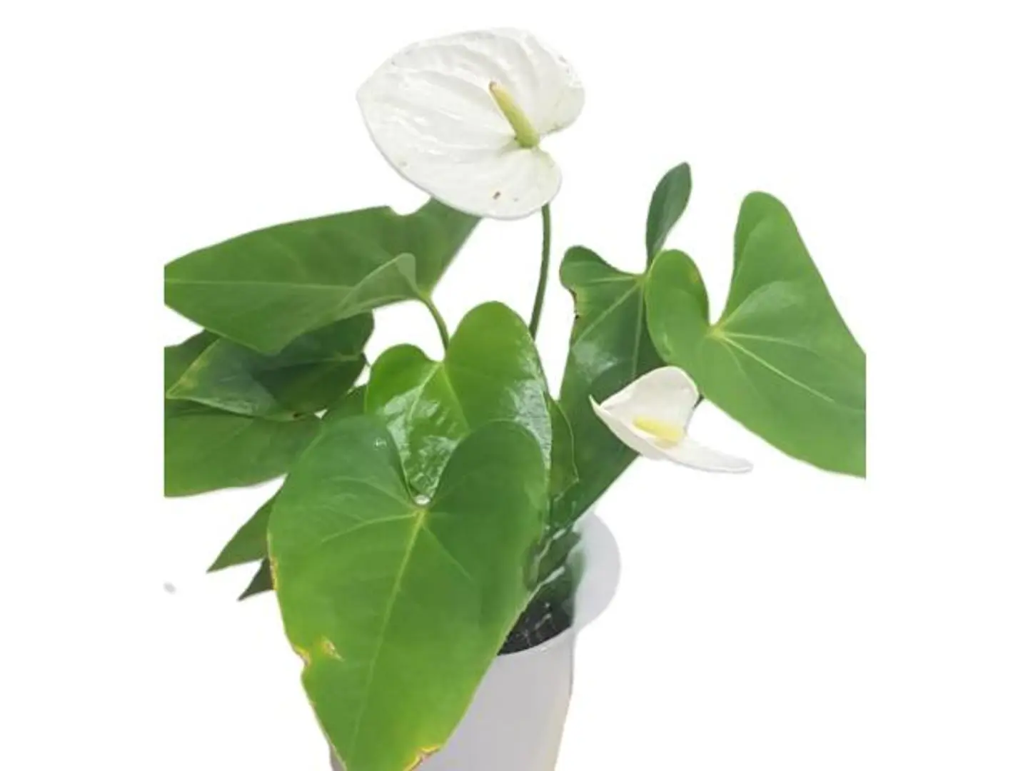 Anthurium 1