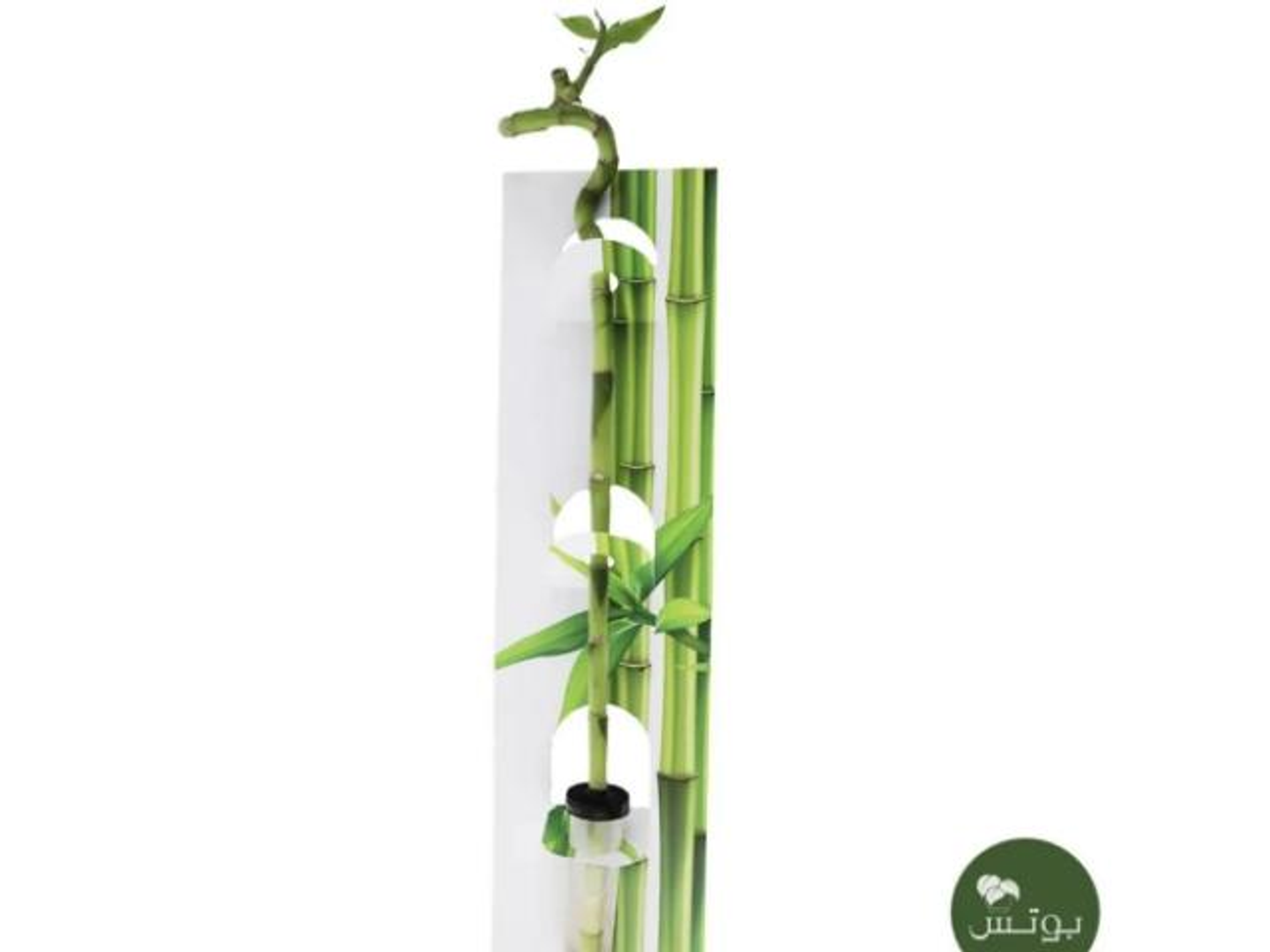 46  Bamboo Plant Distributions