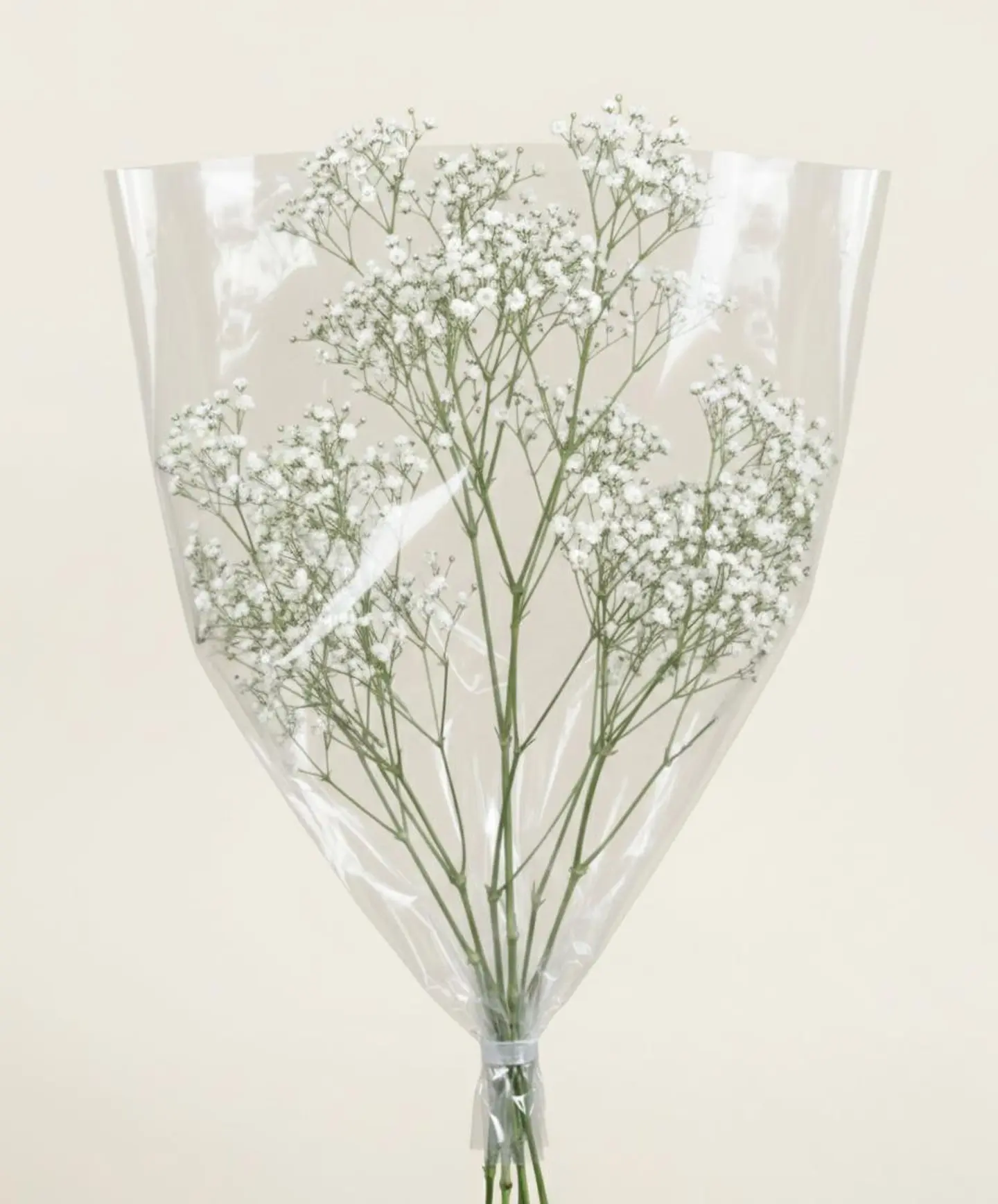Gypsophila Group