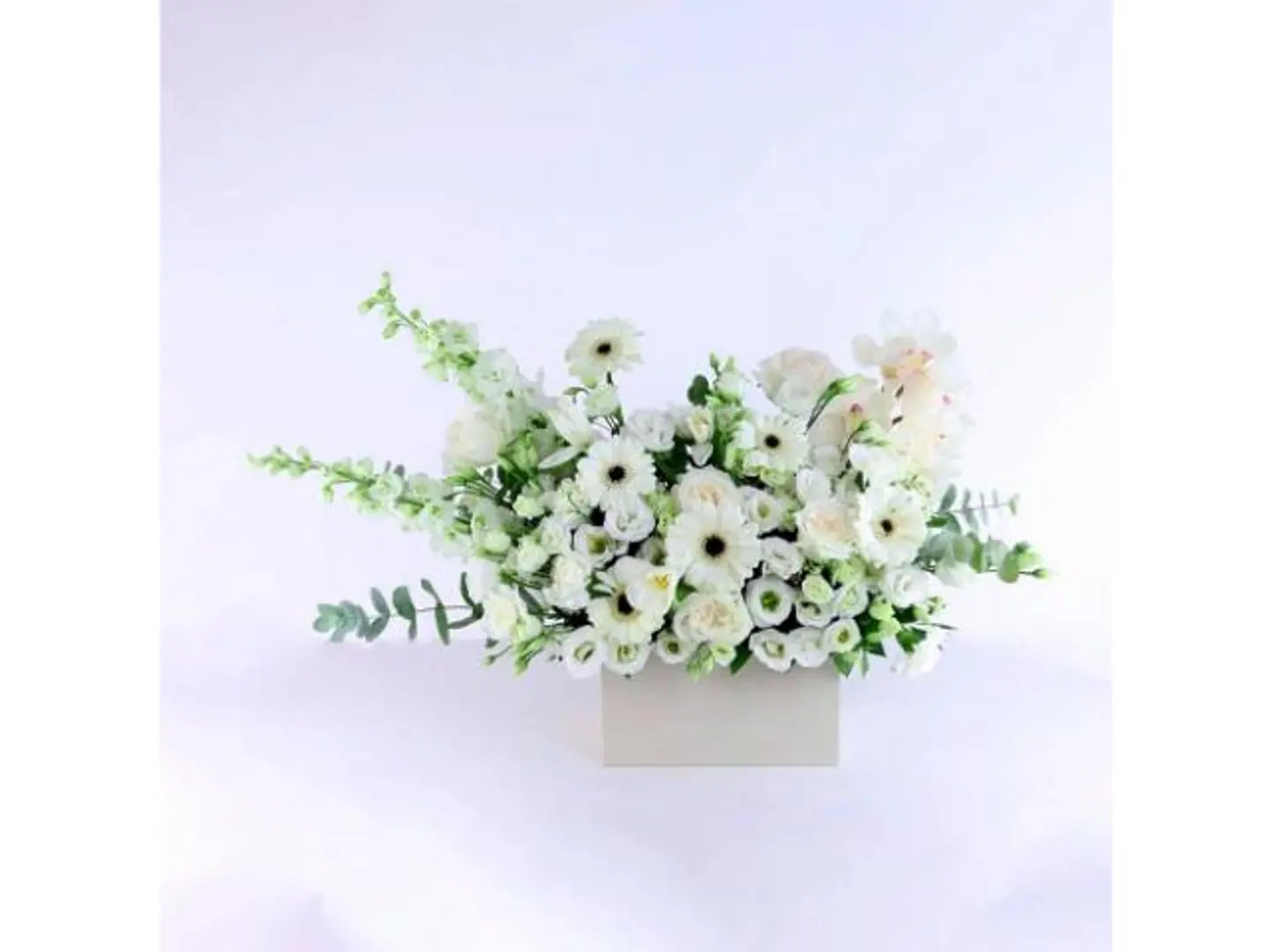 The Elegance Of The White Rose