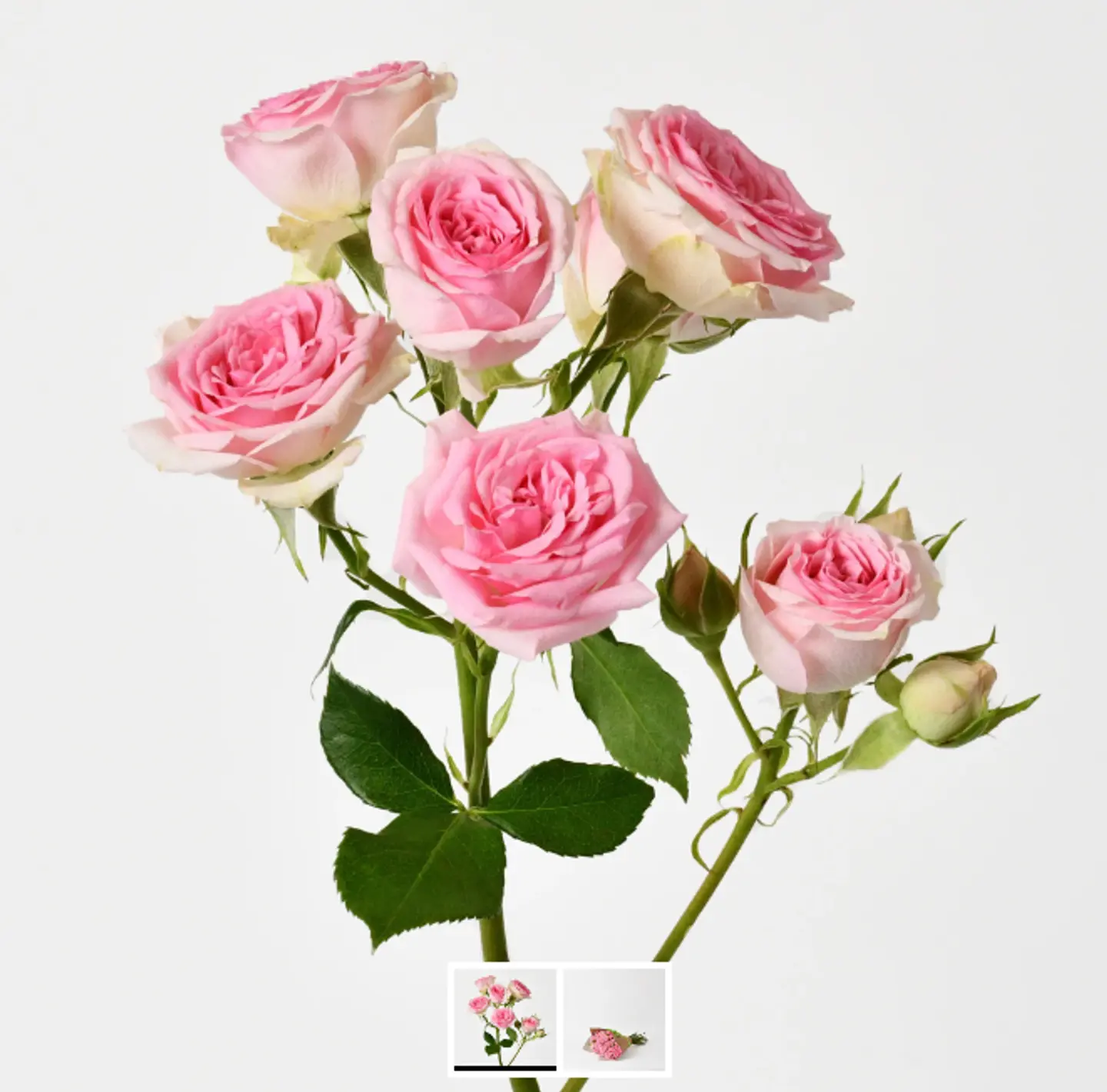 ورد بيبي روز بينك