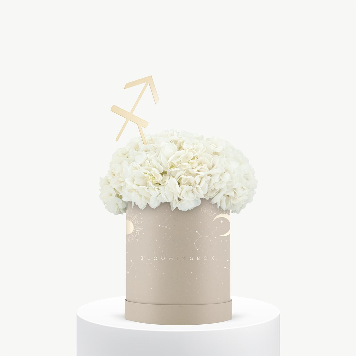 بوكس هيدرانجيا برج القوس