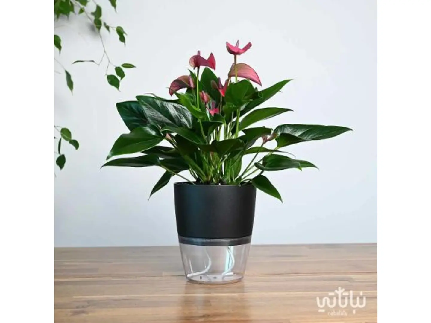 Purple Anthurium Self Watering