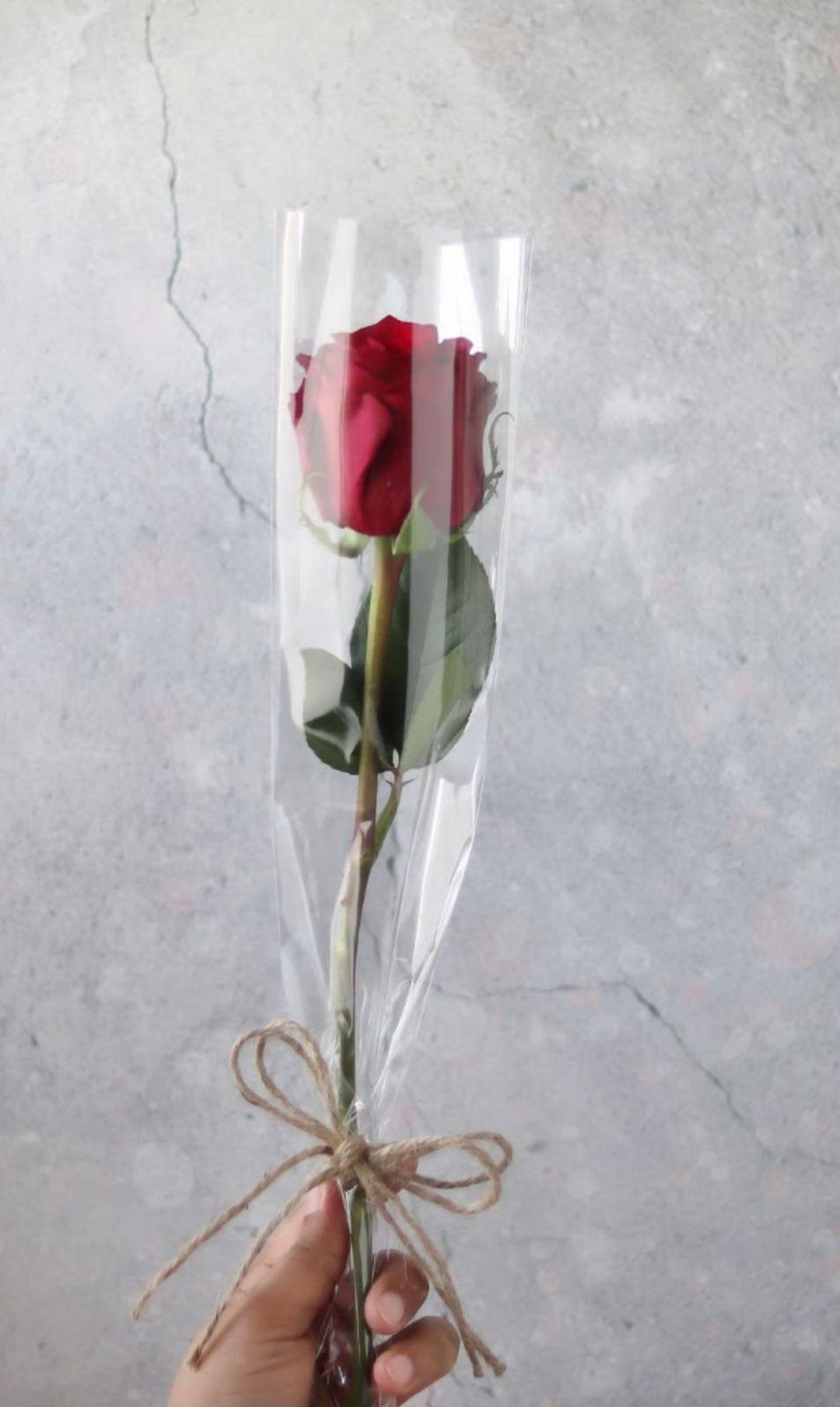 Red Rose 36