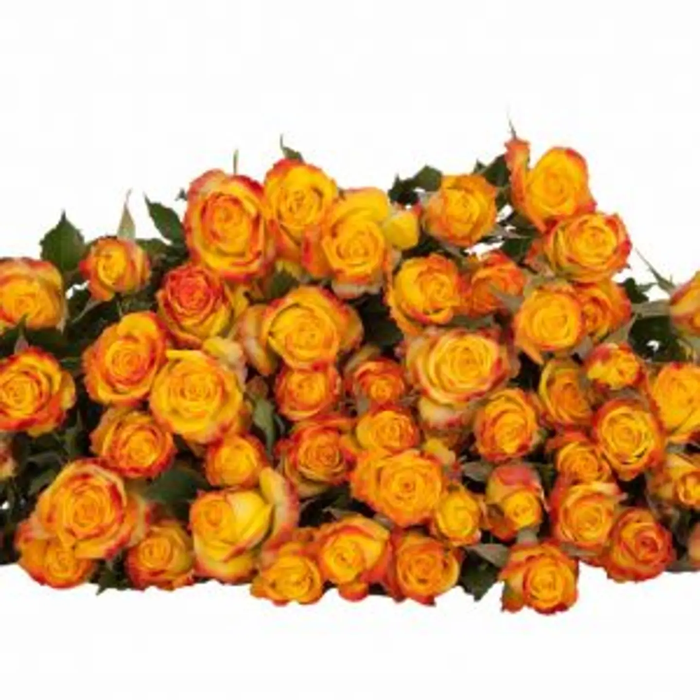 A15 Yellow Spray Rose 10 Stem